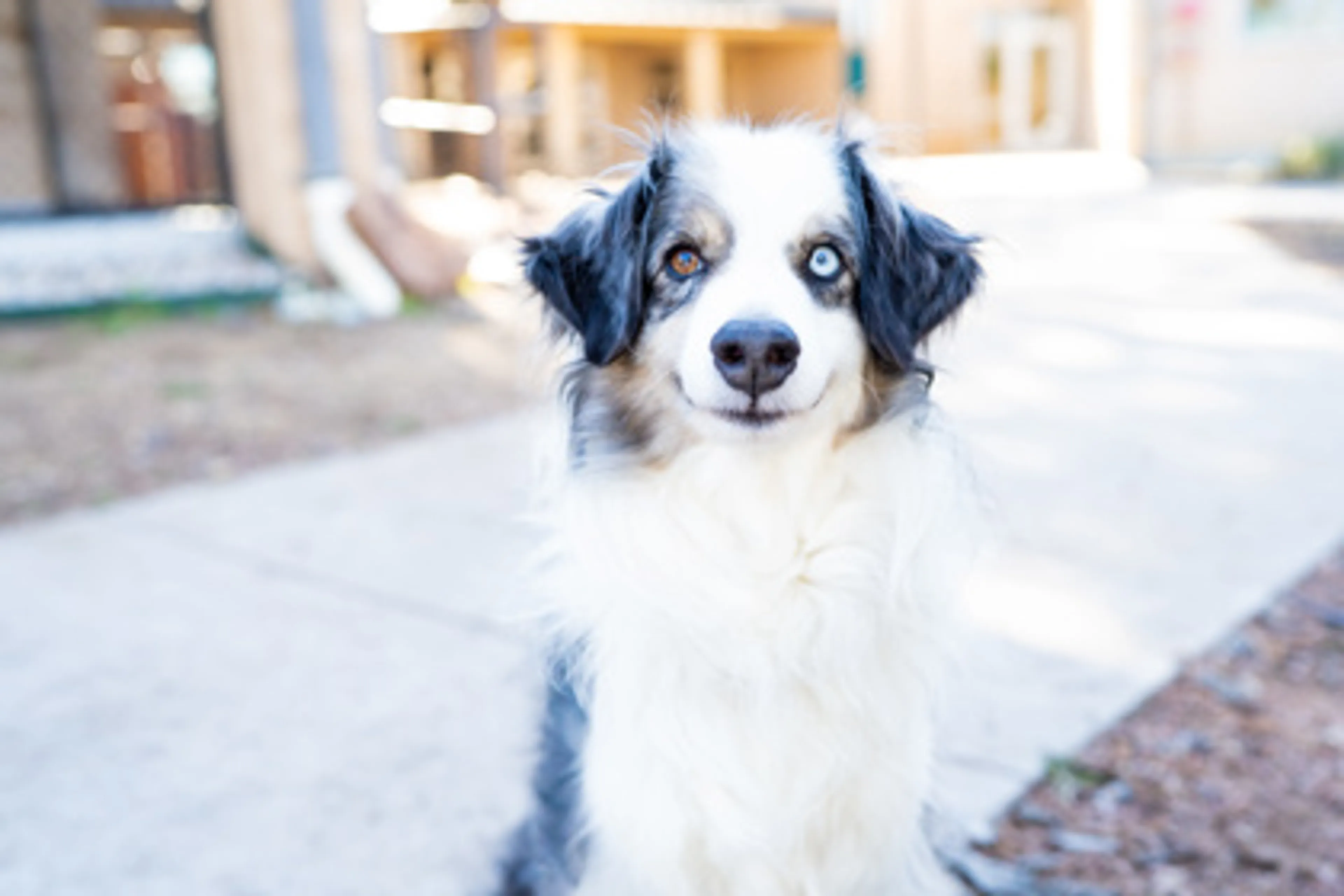 Found pet-2