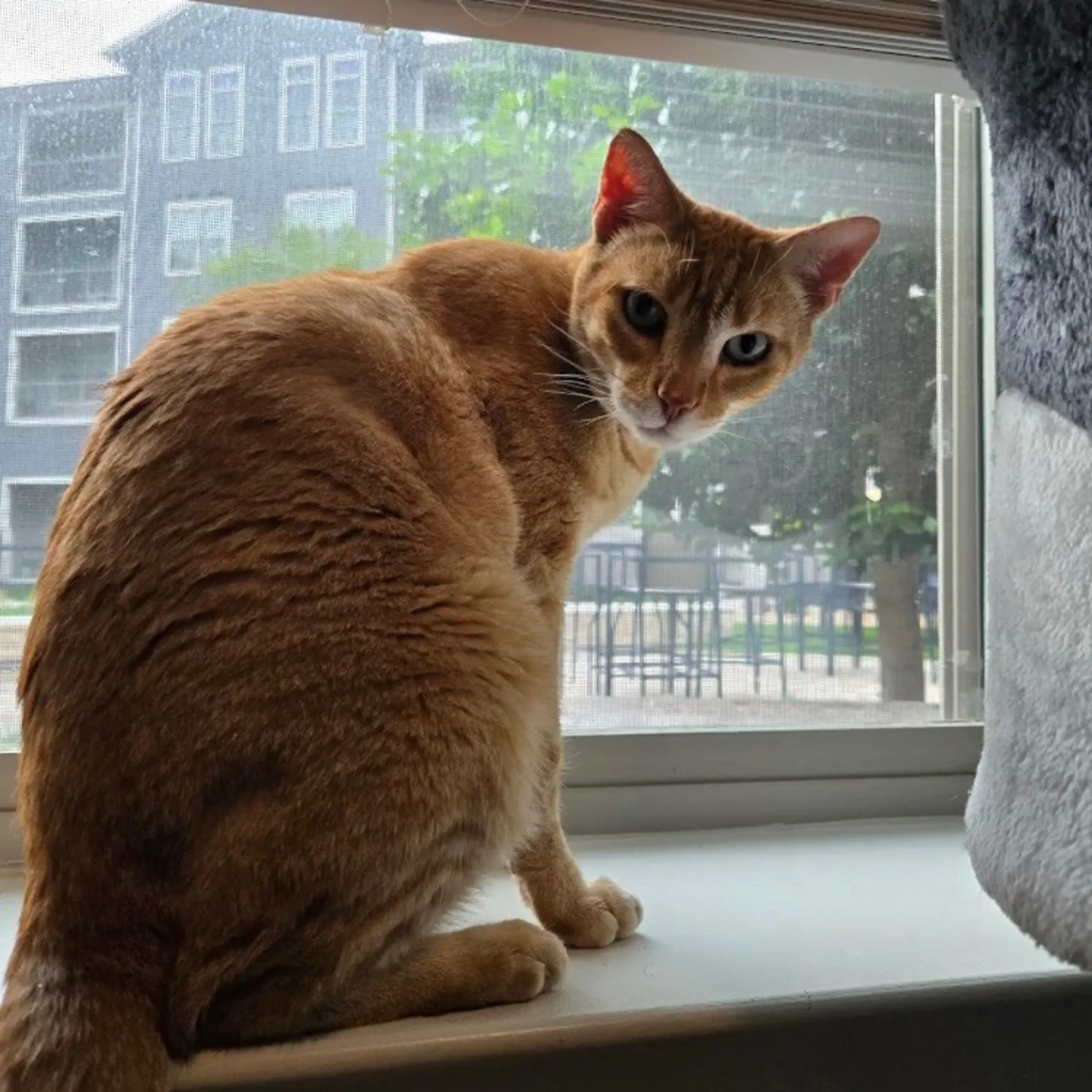 Found pet-7
