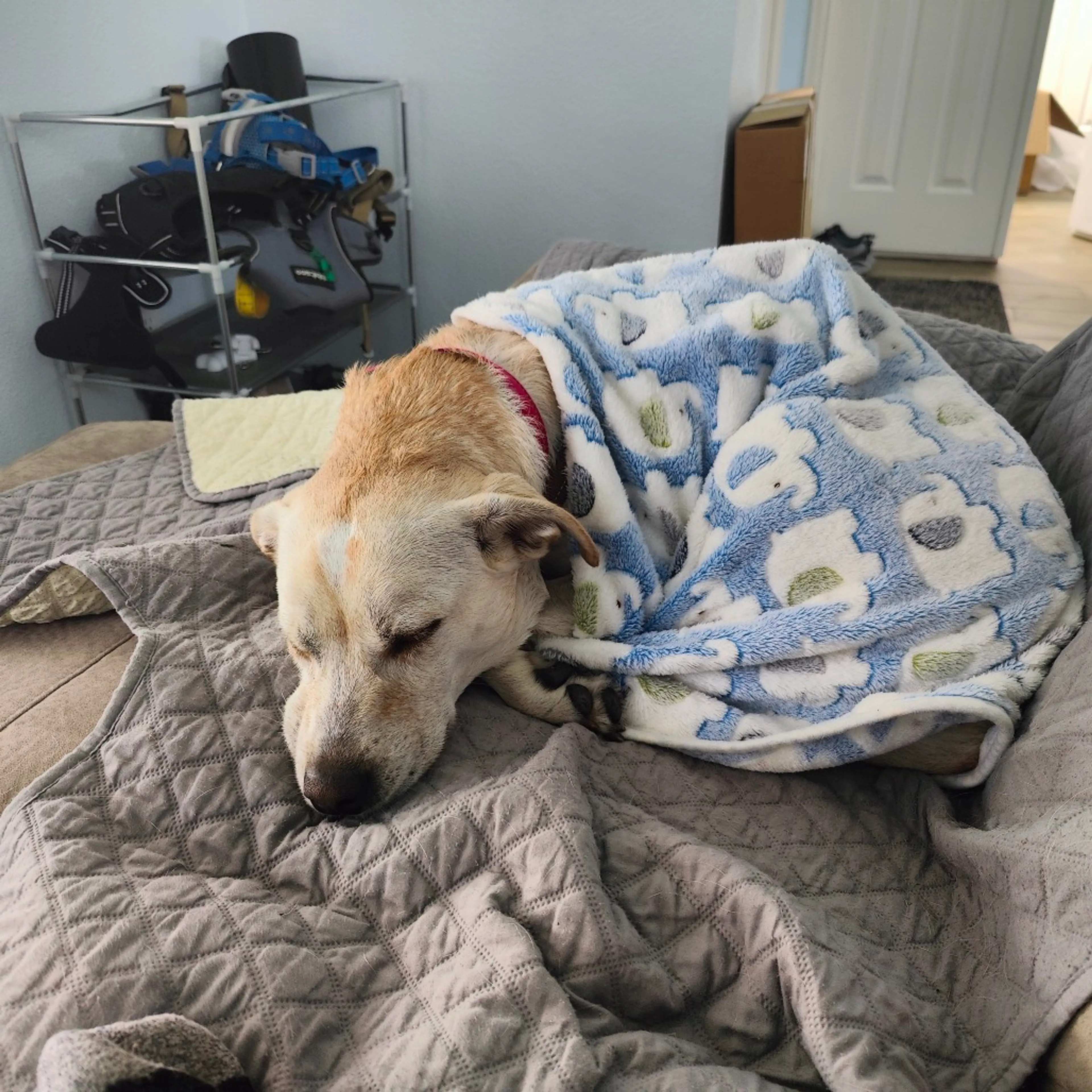 Found pet-15