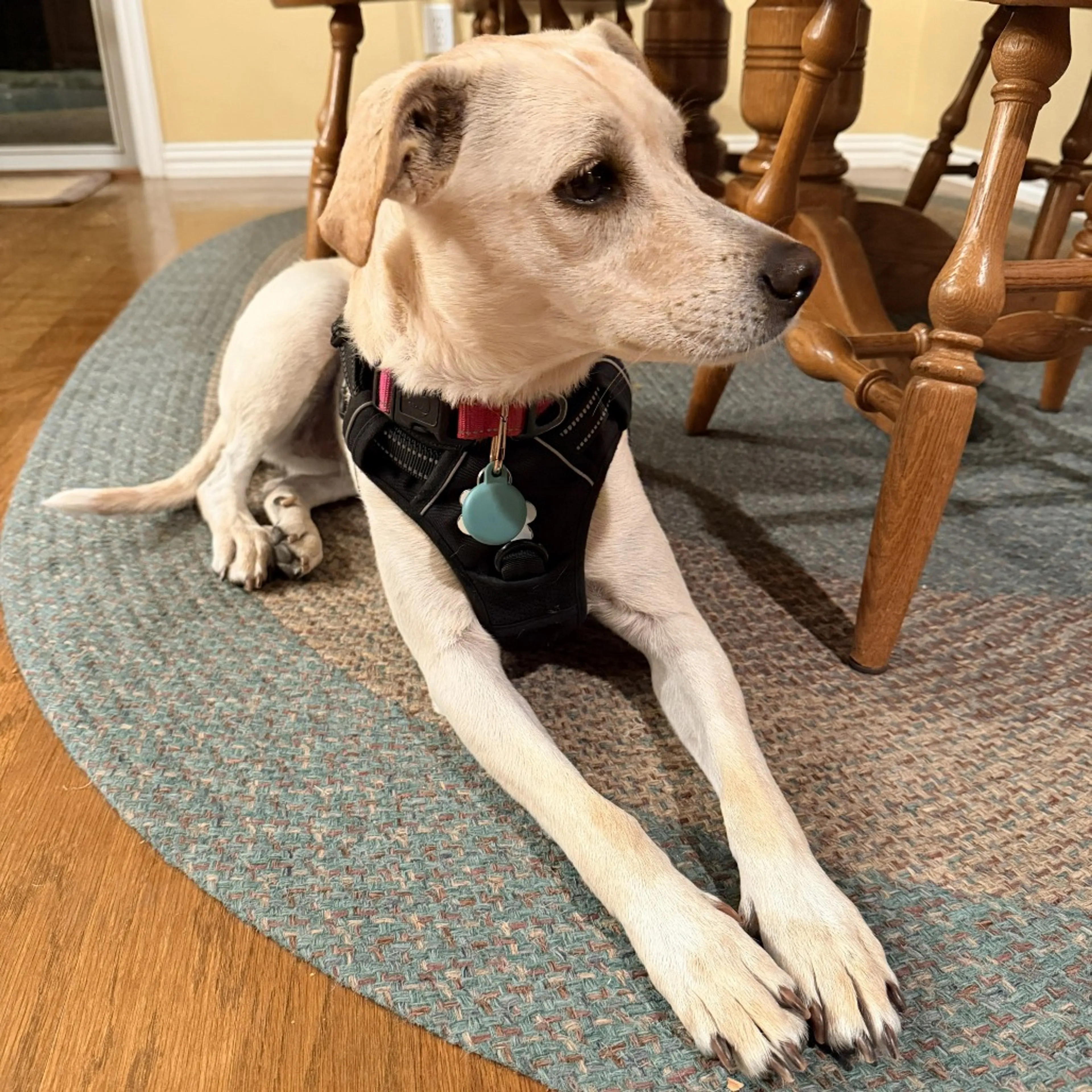 Found pet-17