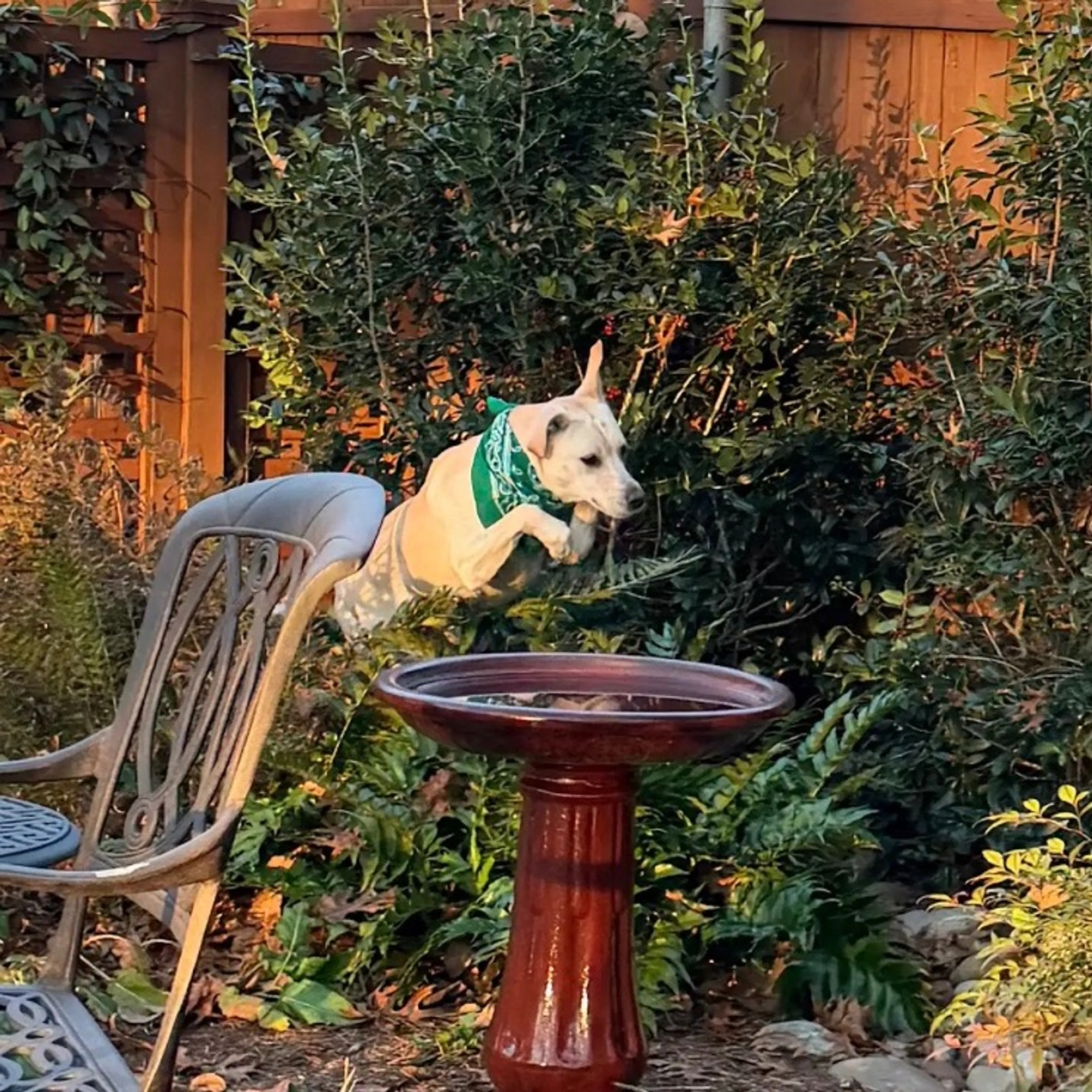 Found pet-21