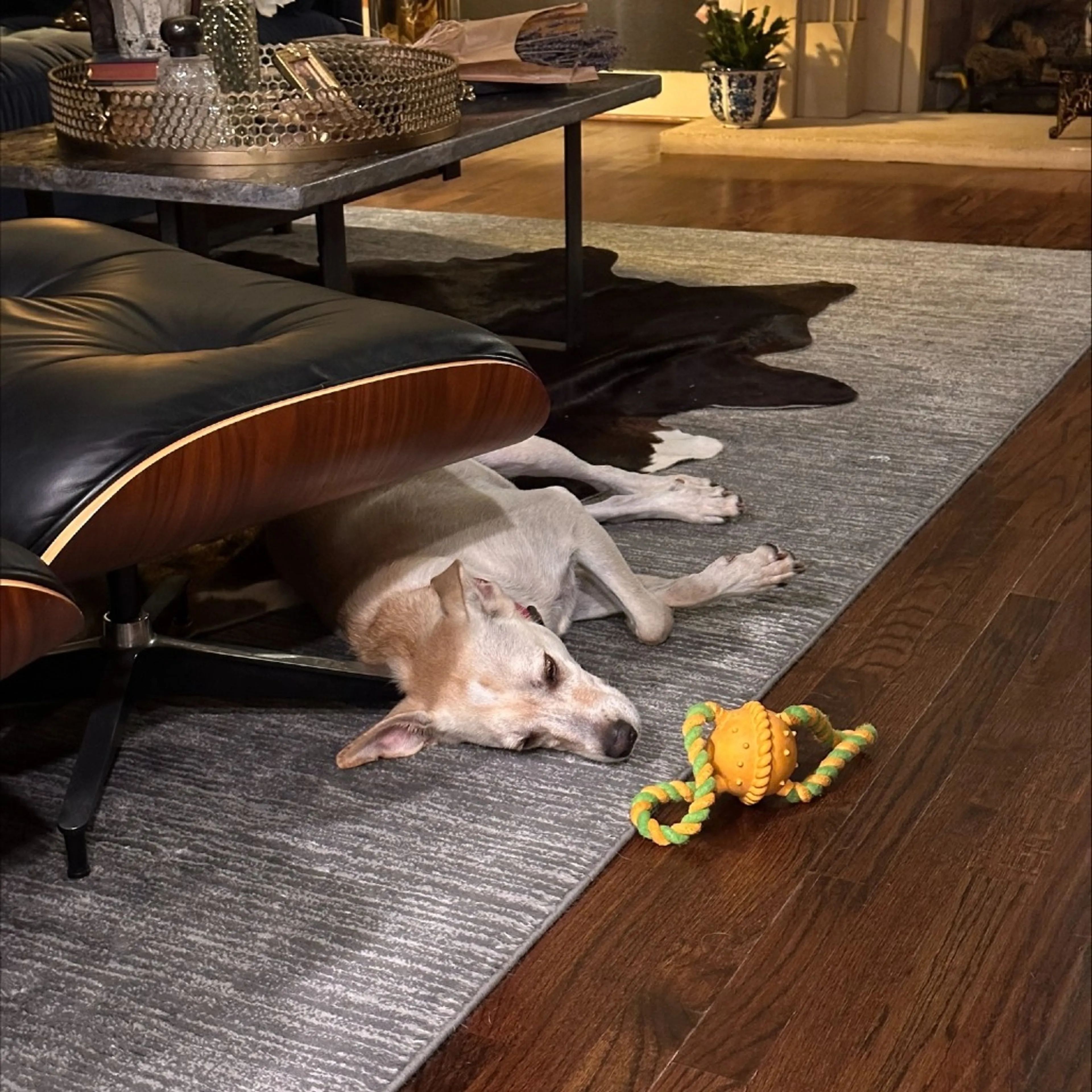 Found pet-8