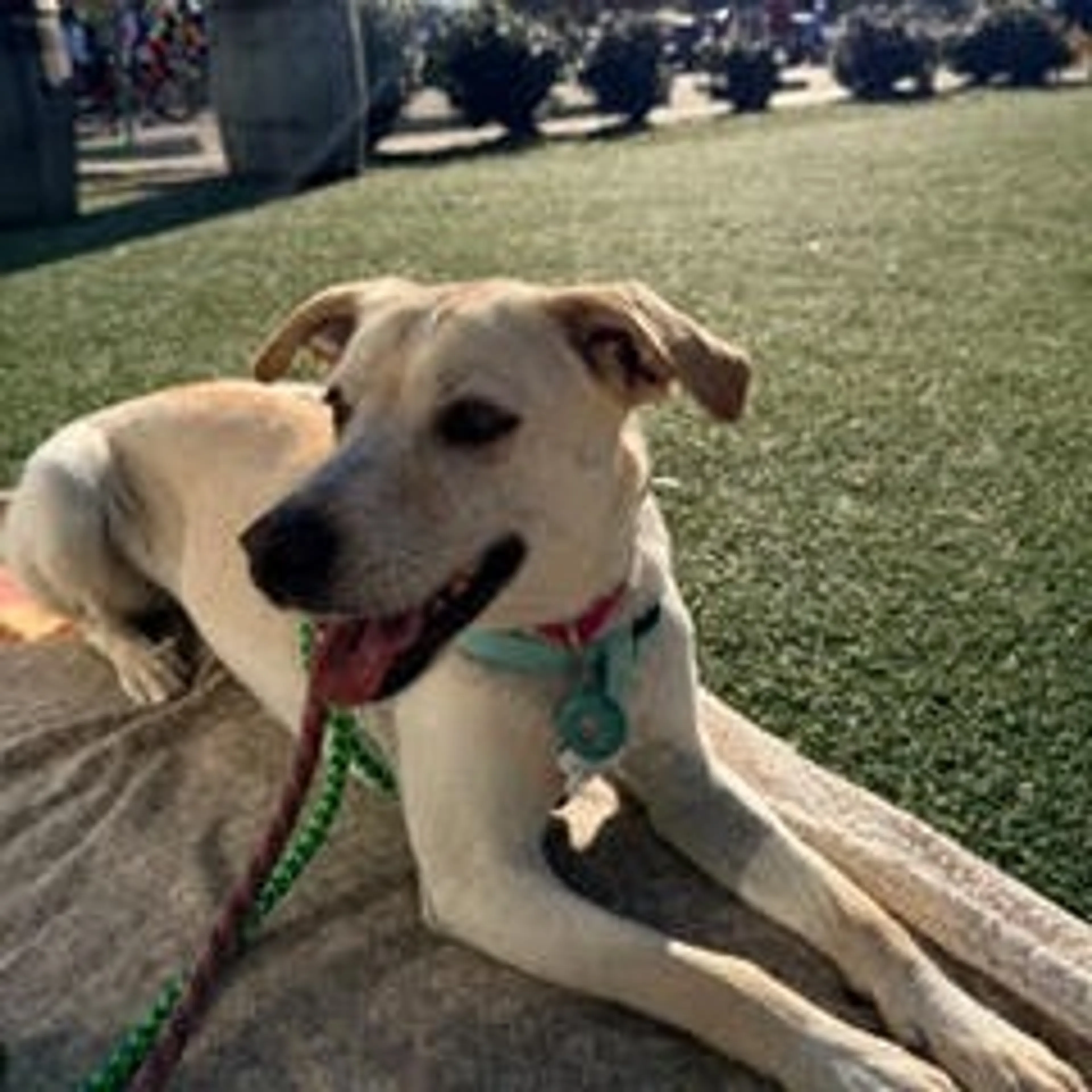 Found pet-27