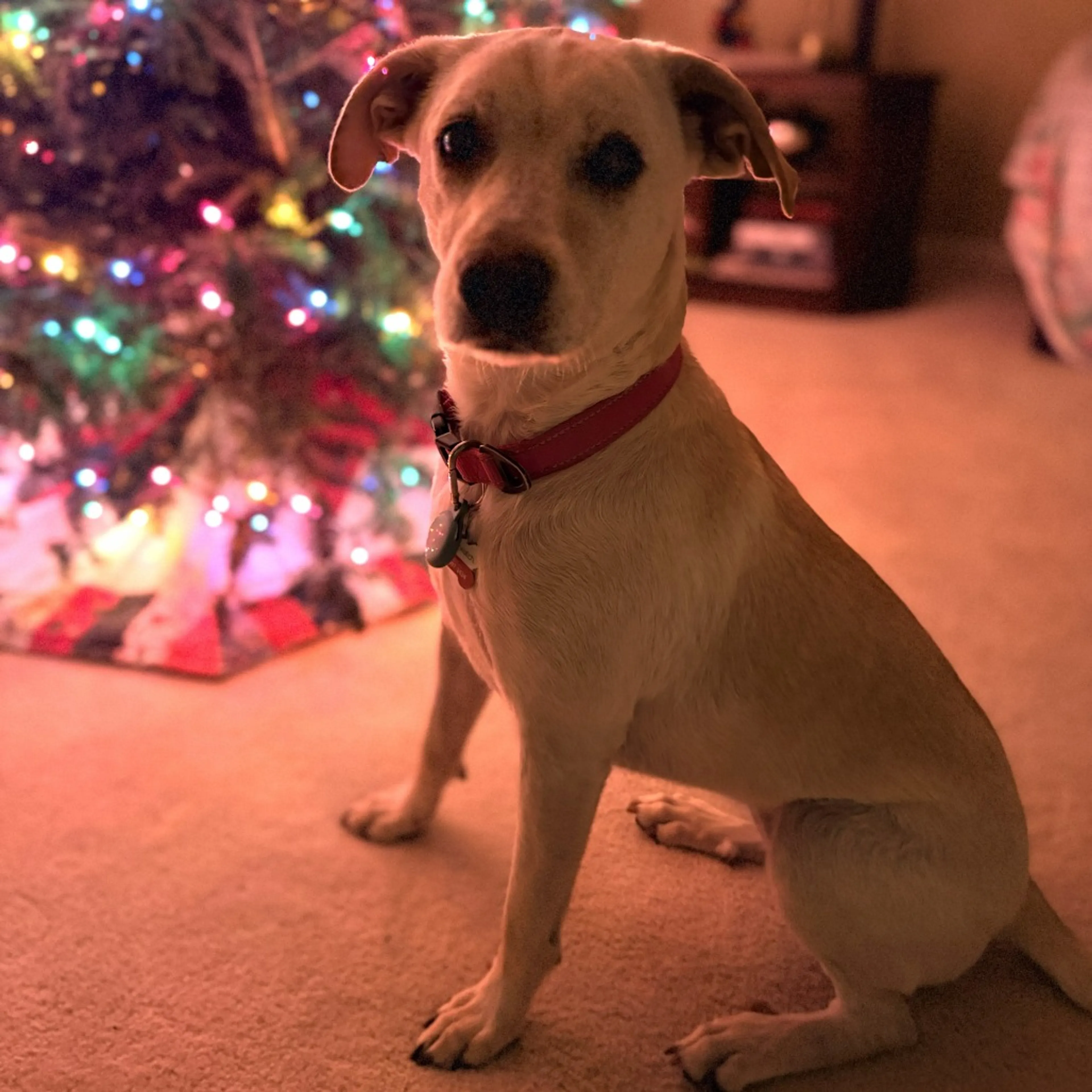 Found pet-18
