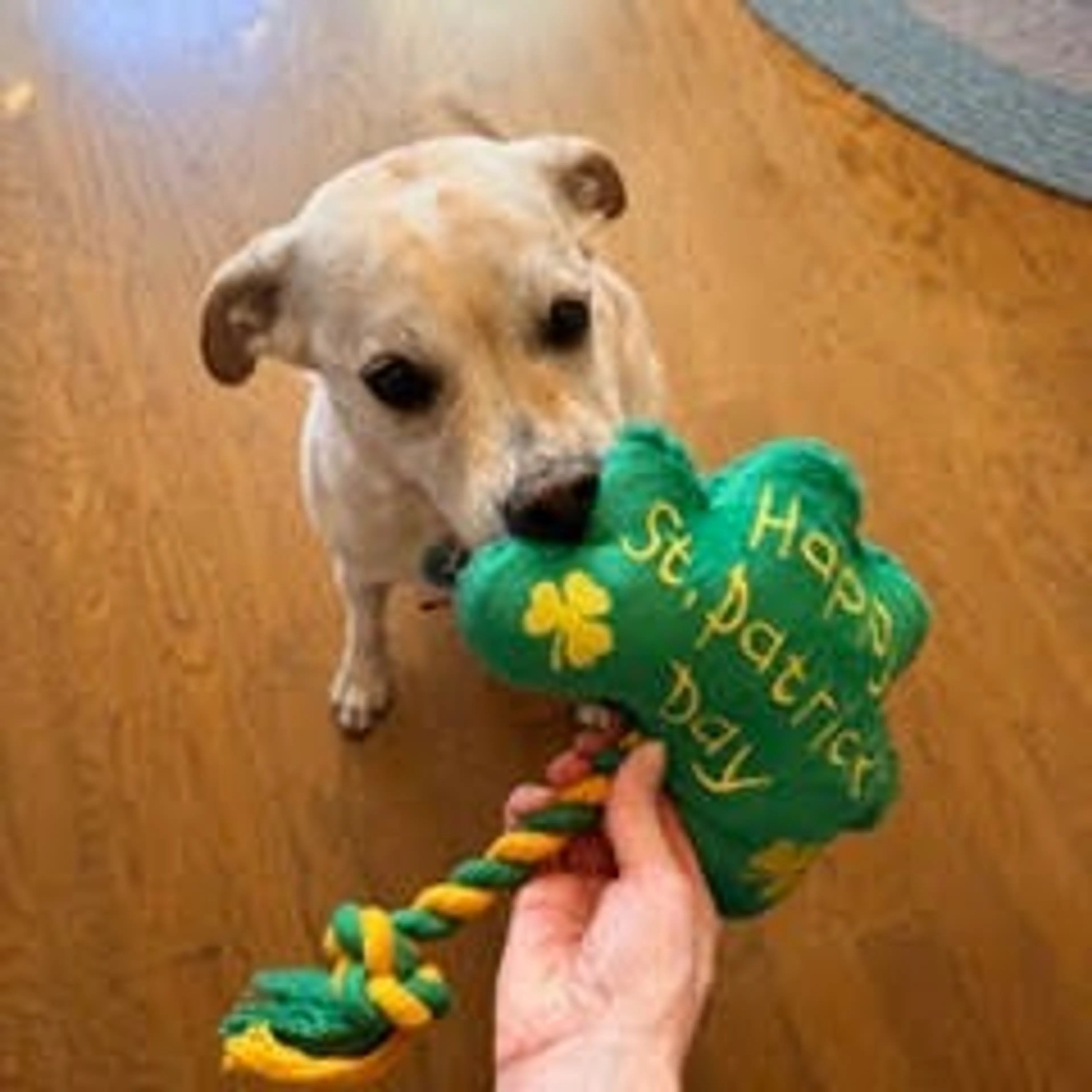Found pet-11