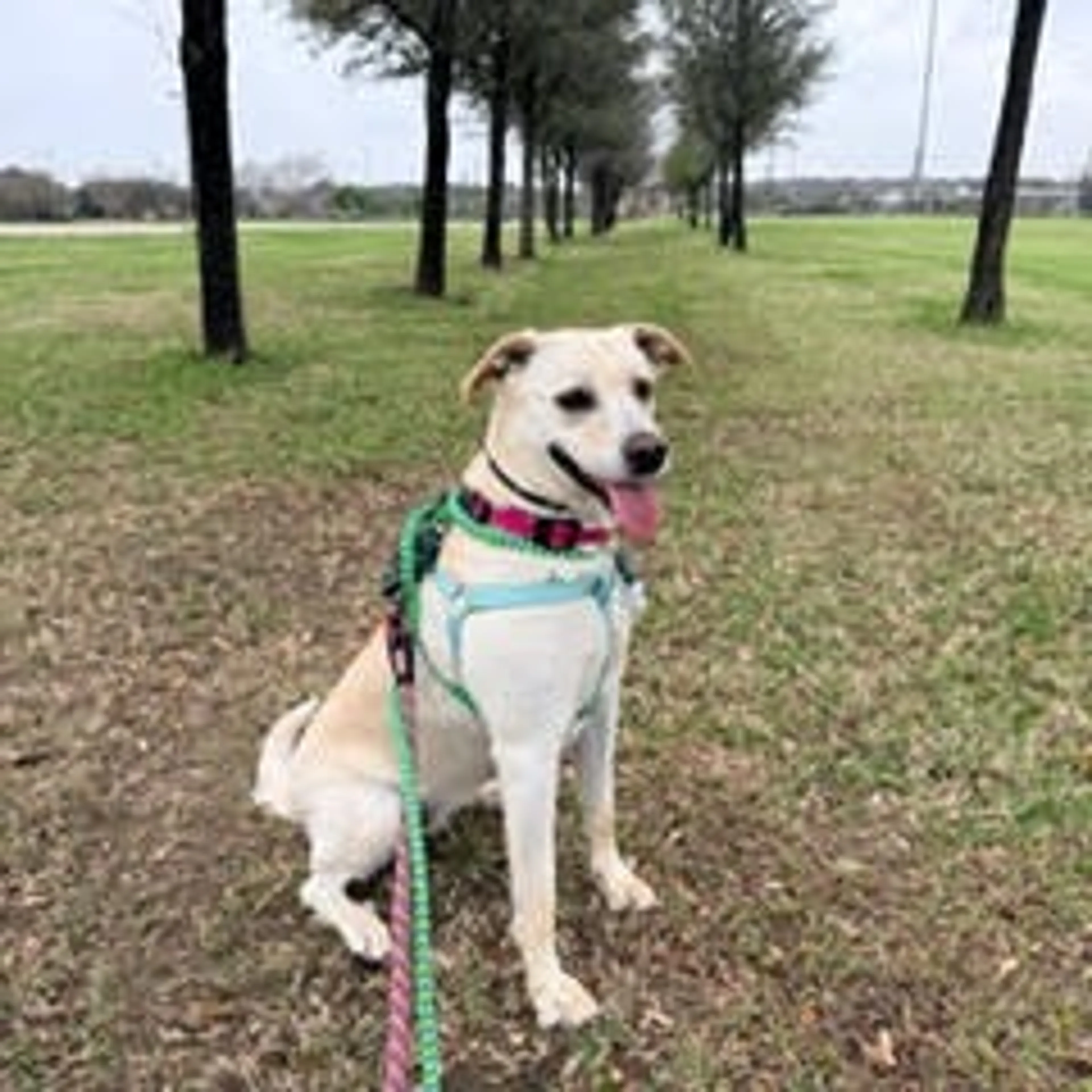 Found pet-26