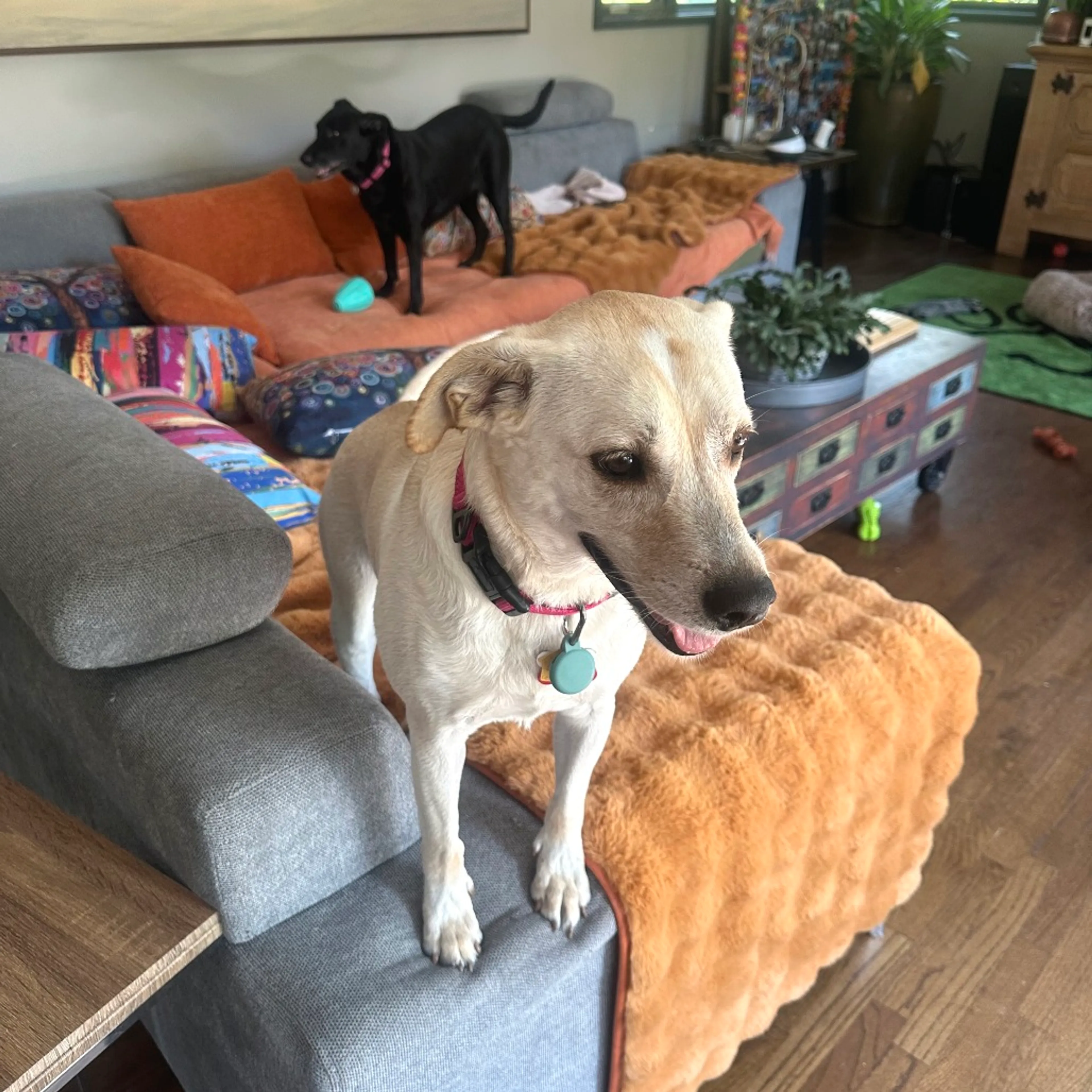 Found pet-7