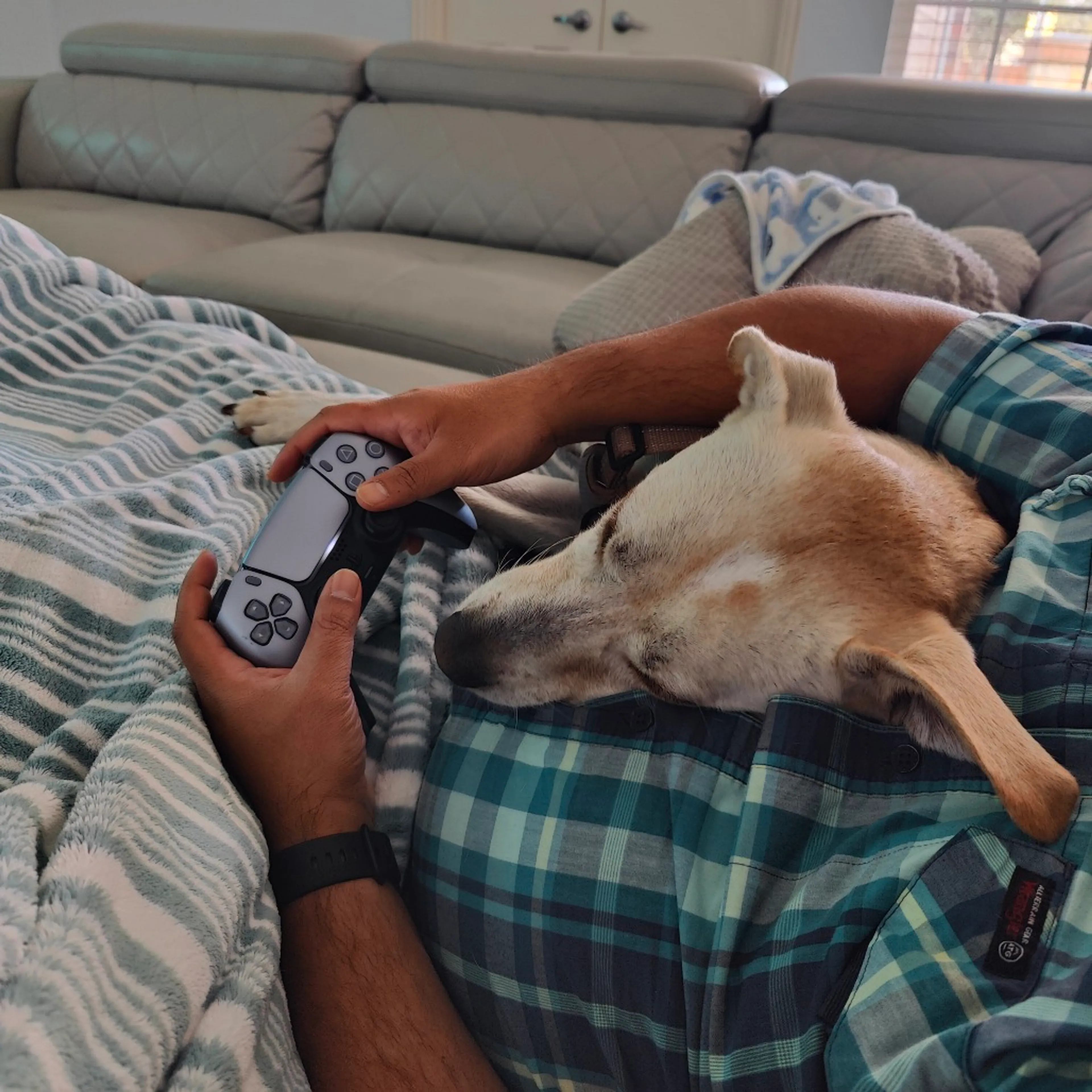 Found pet-16