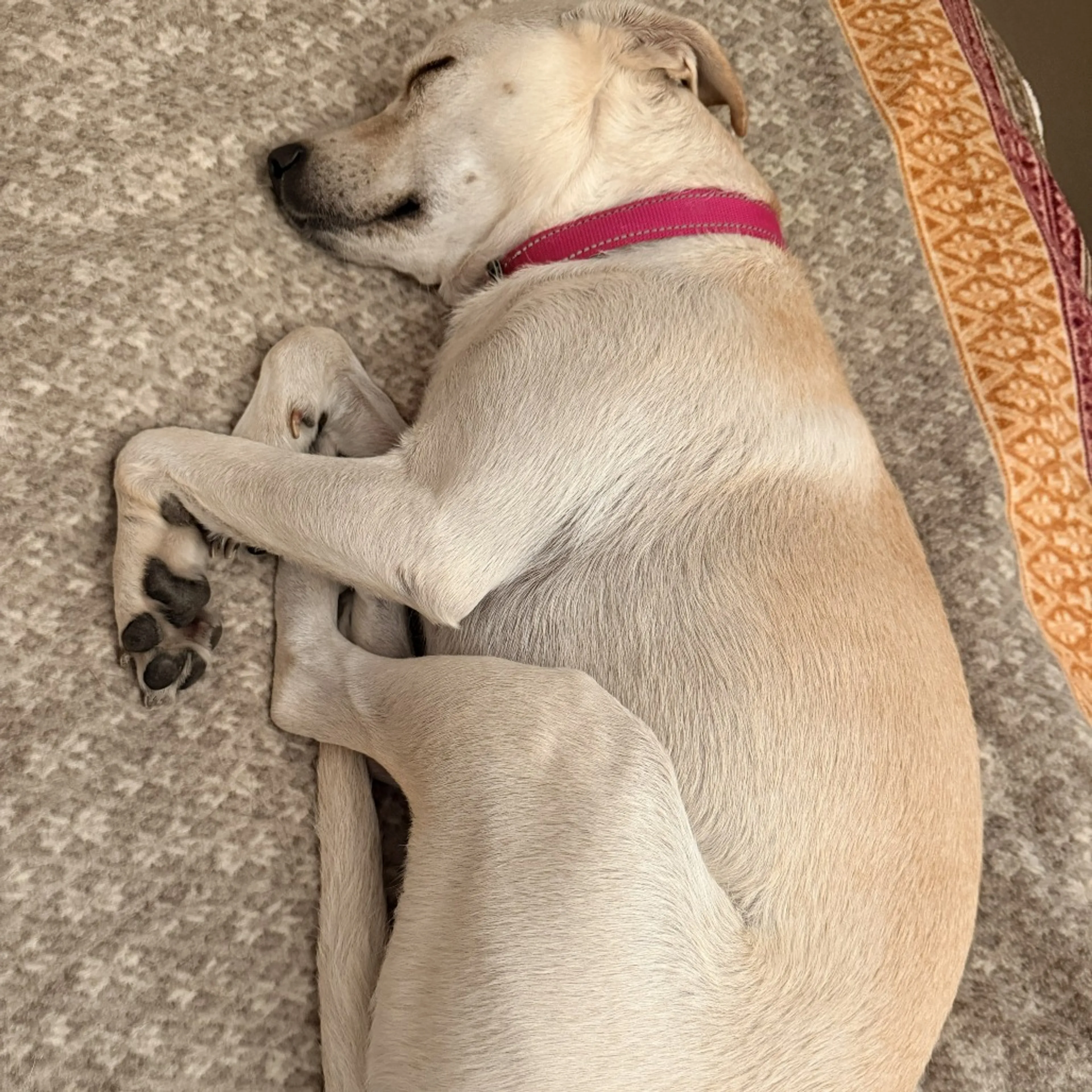 Found pet-23