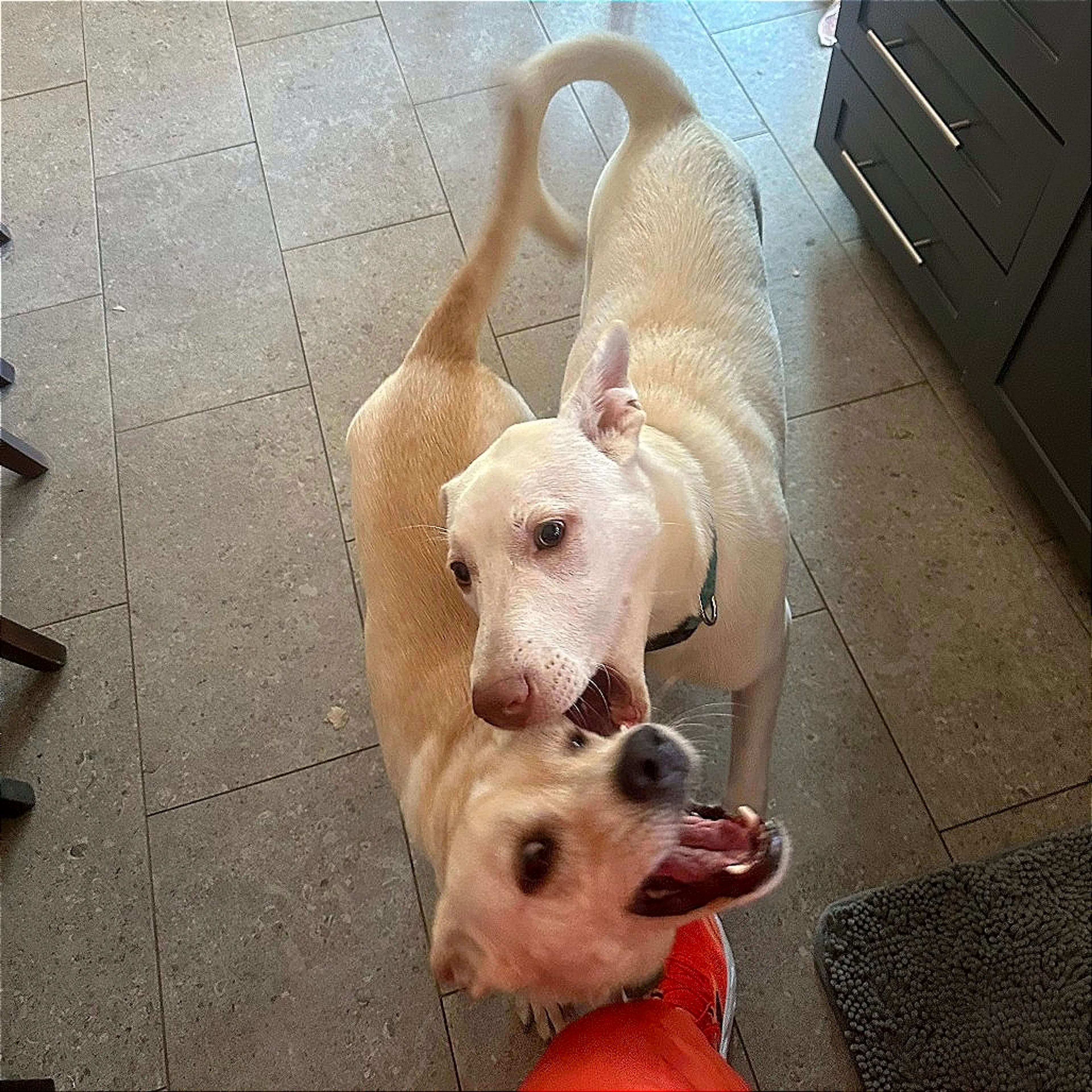 Found pet-3