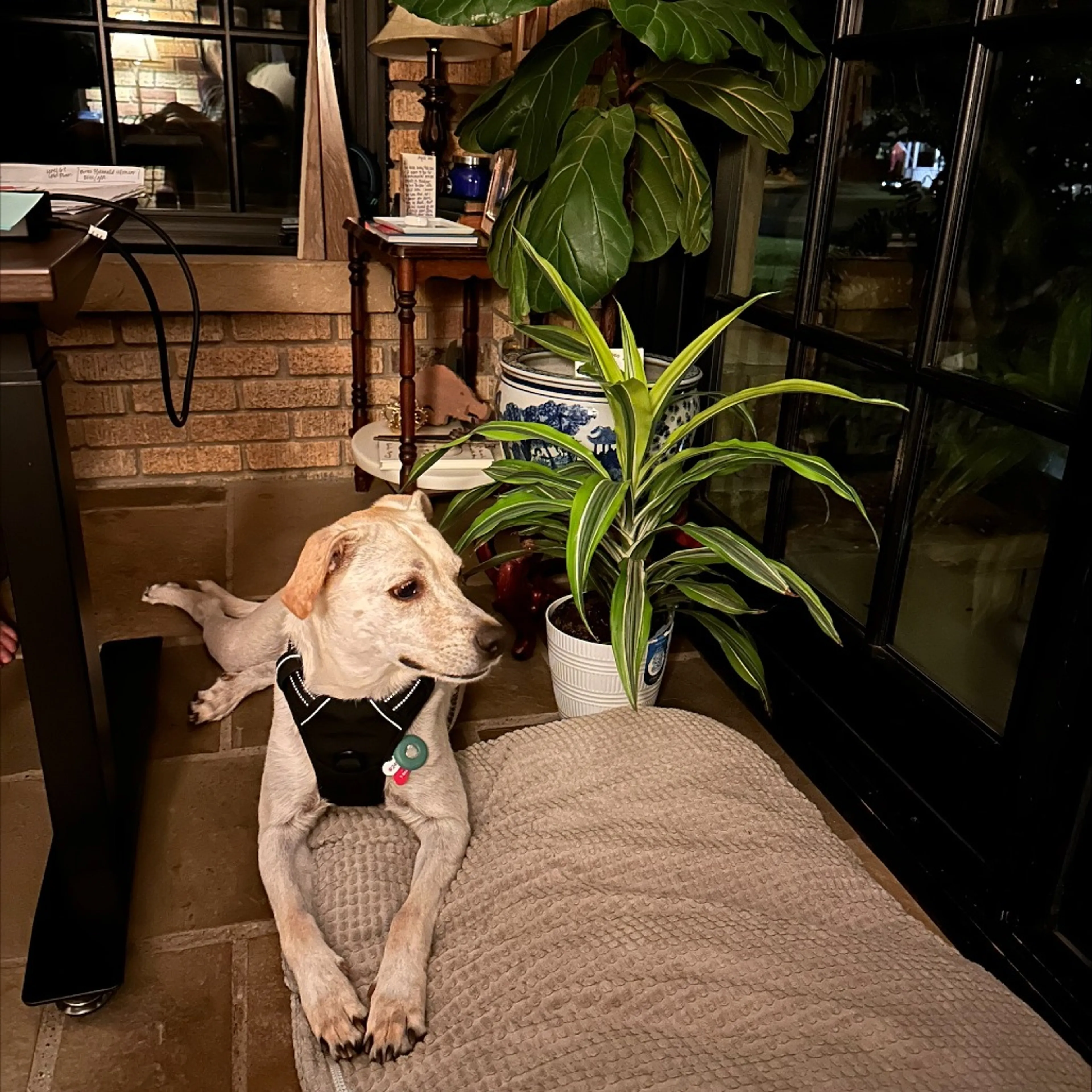 Found pet-5
