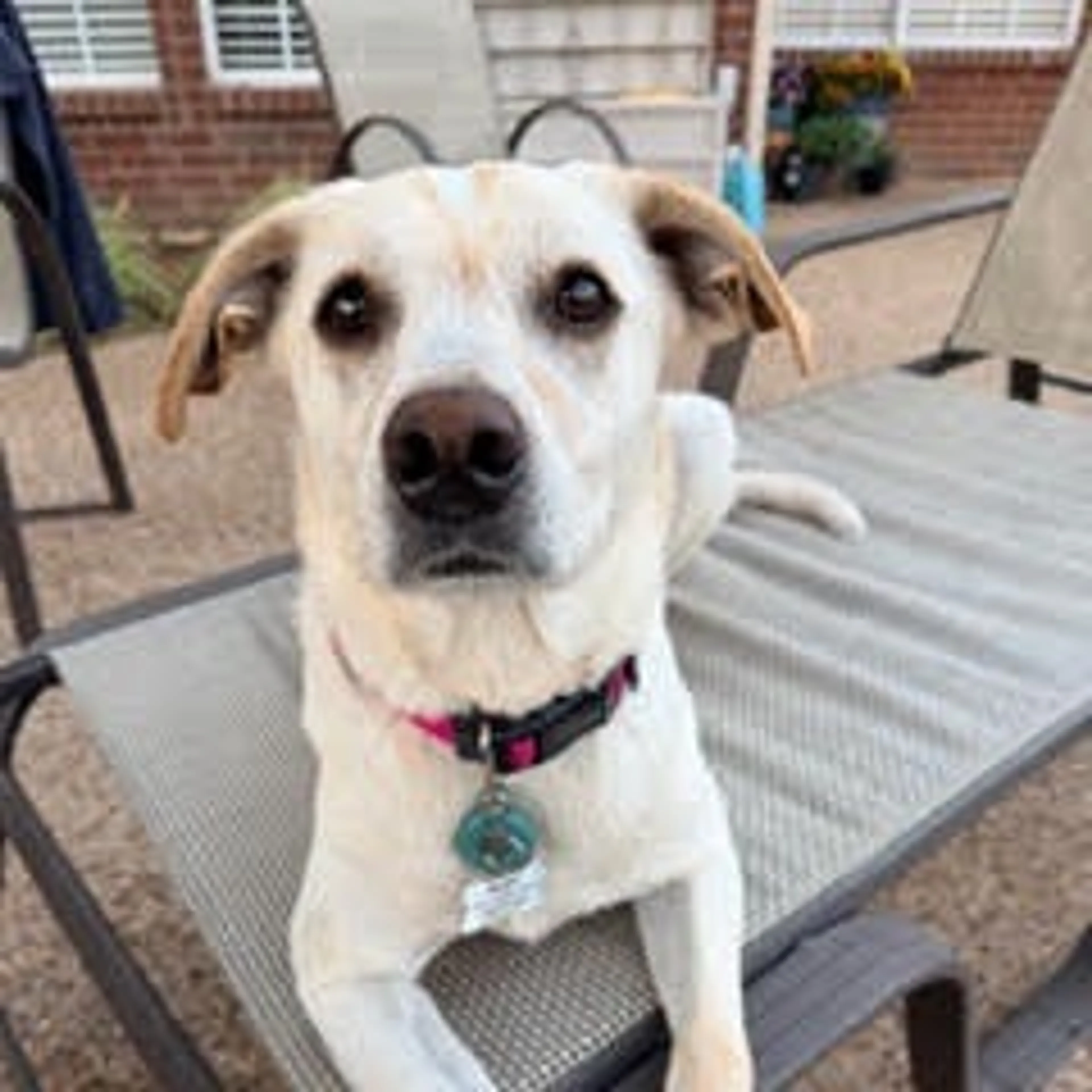 Found pet-25