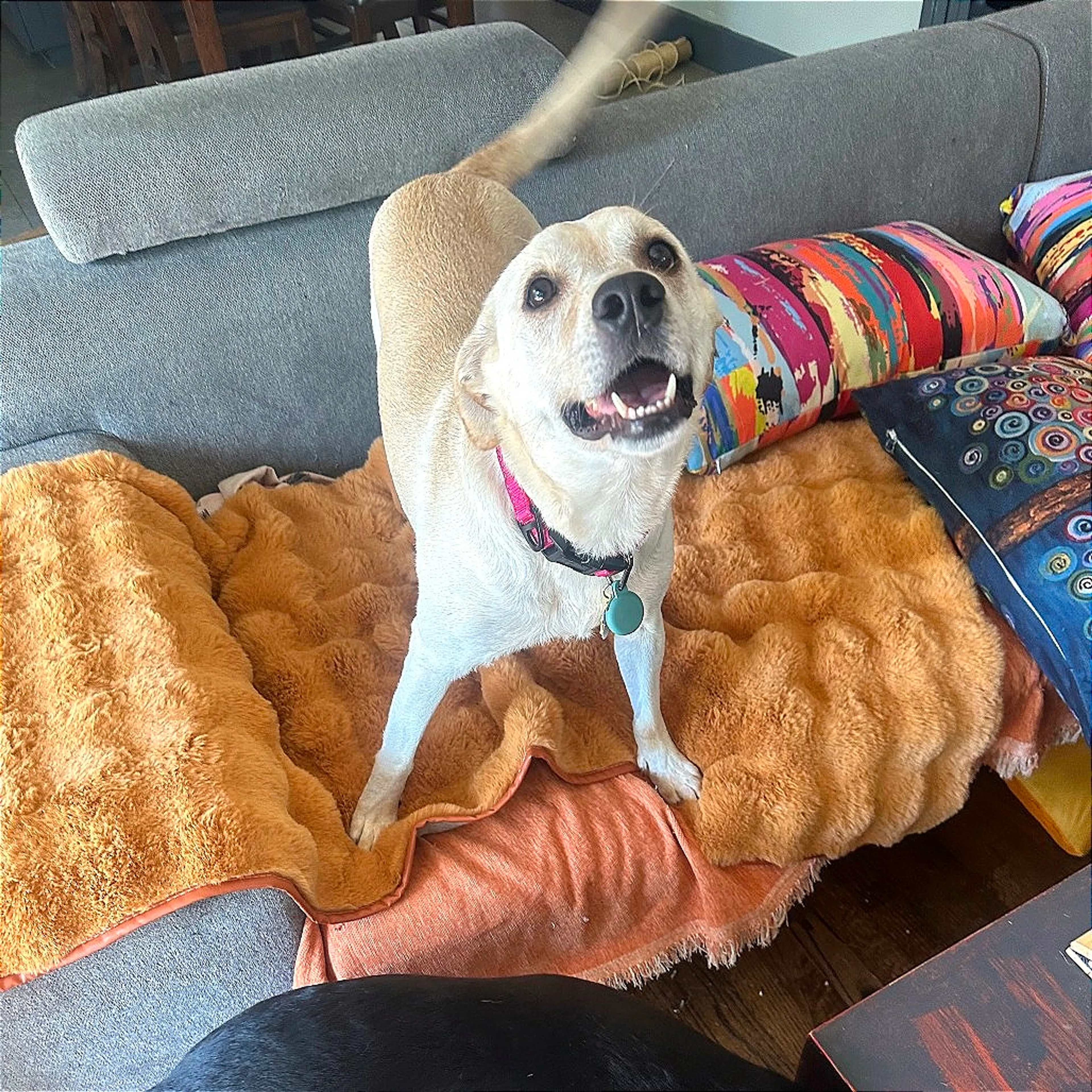 Found pet-2