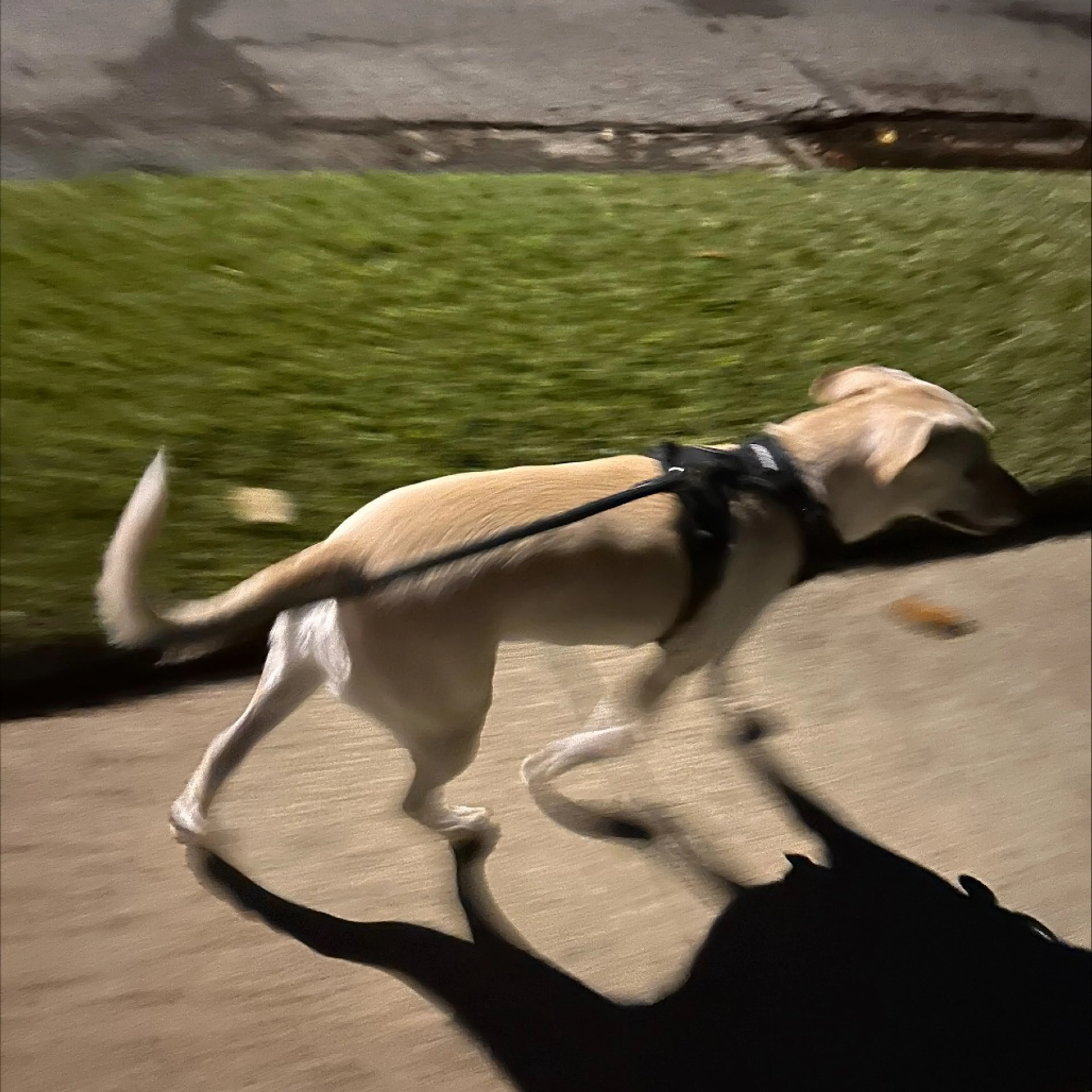 Found pet-6