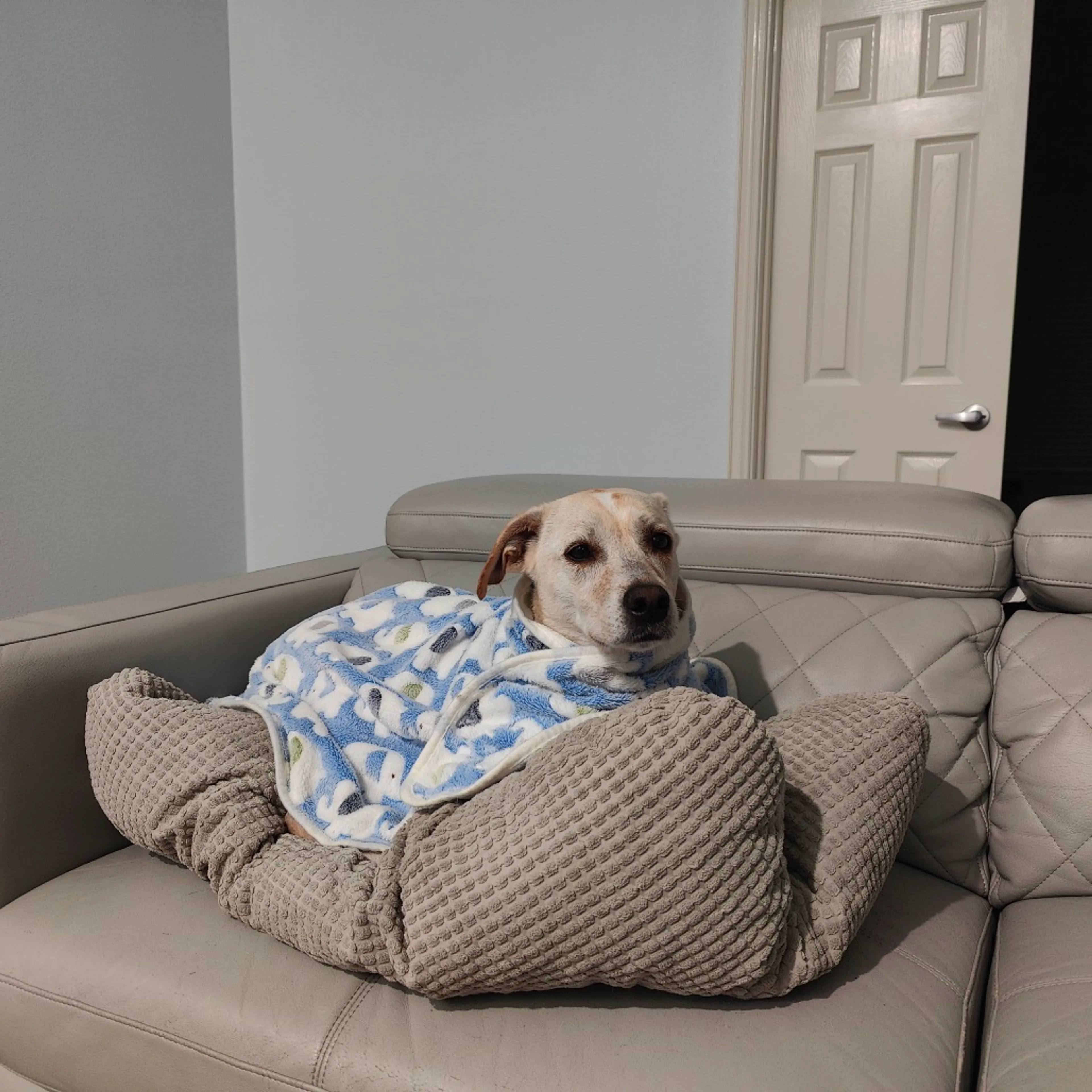 Found pet-1