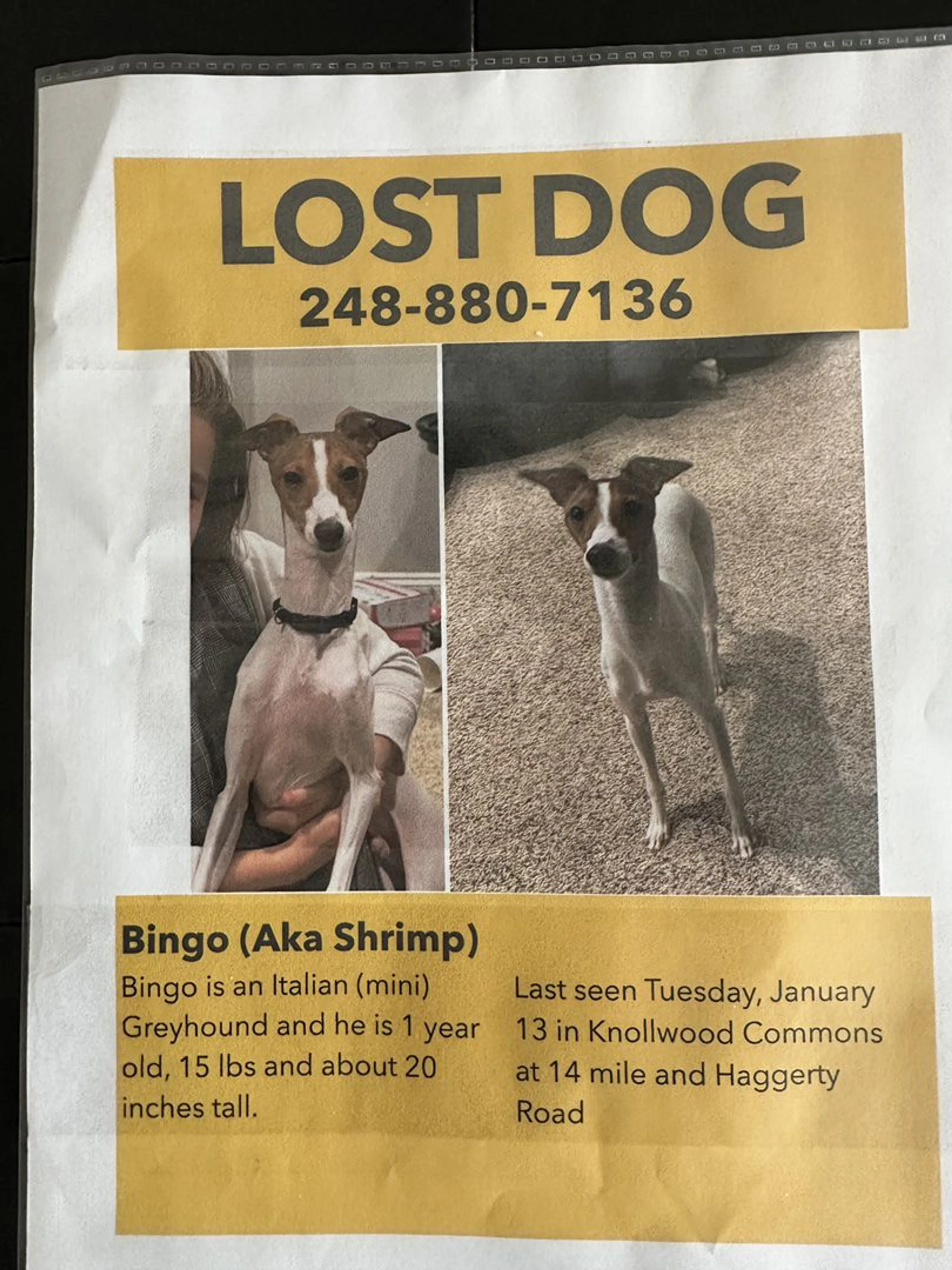 Lost pet