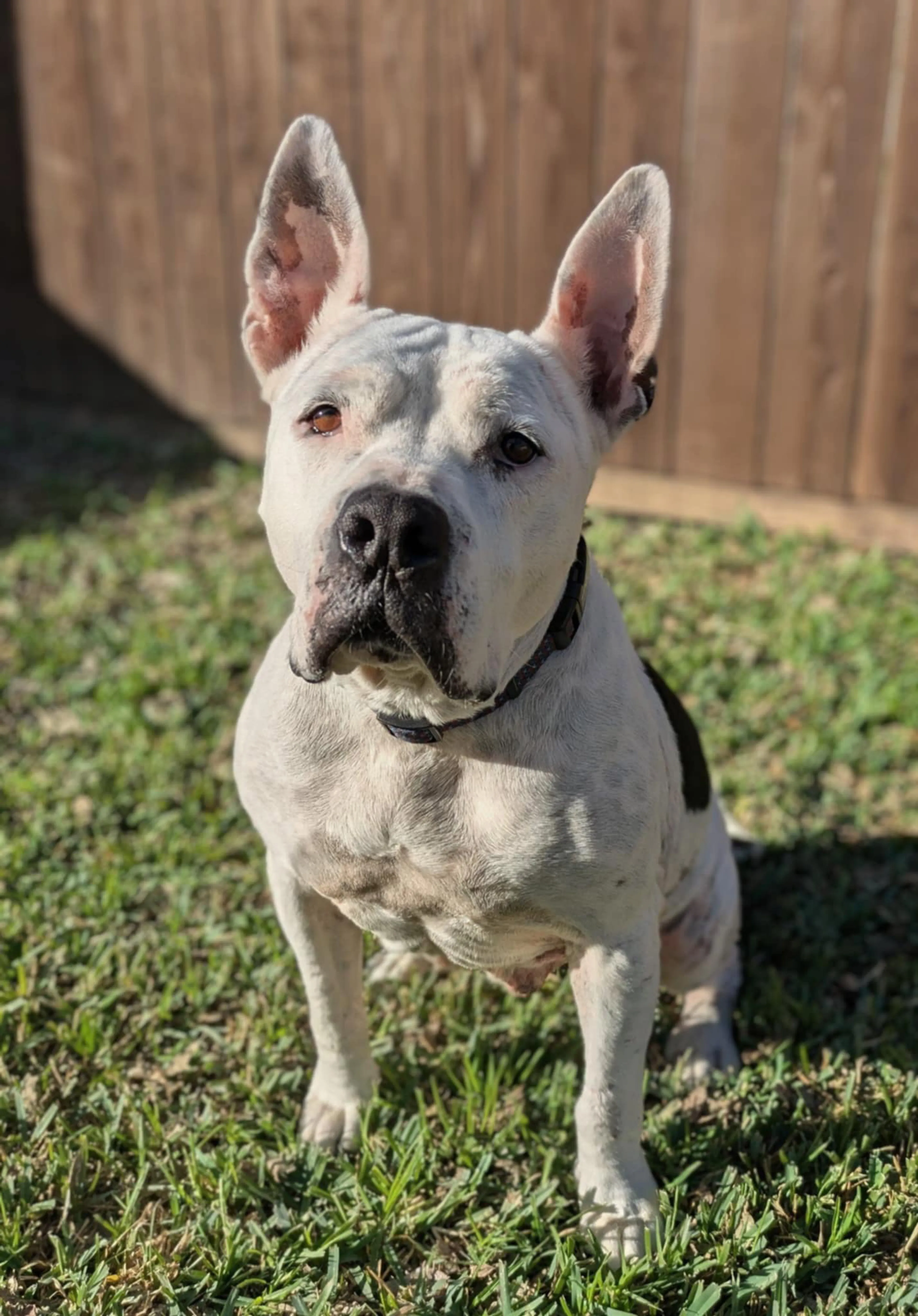 Found pet-1