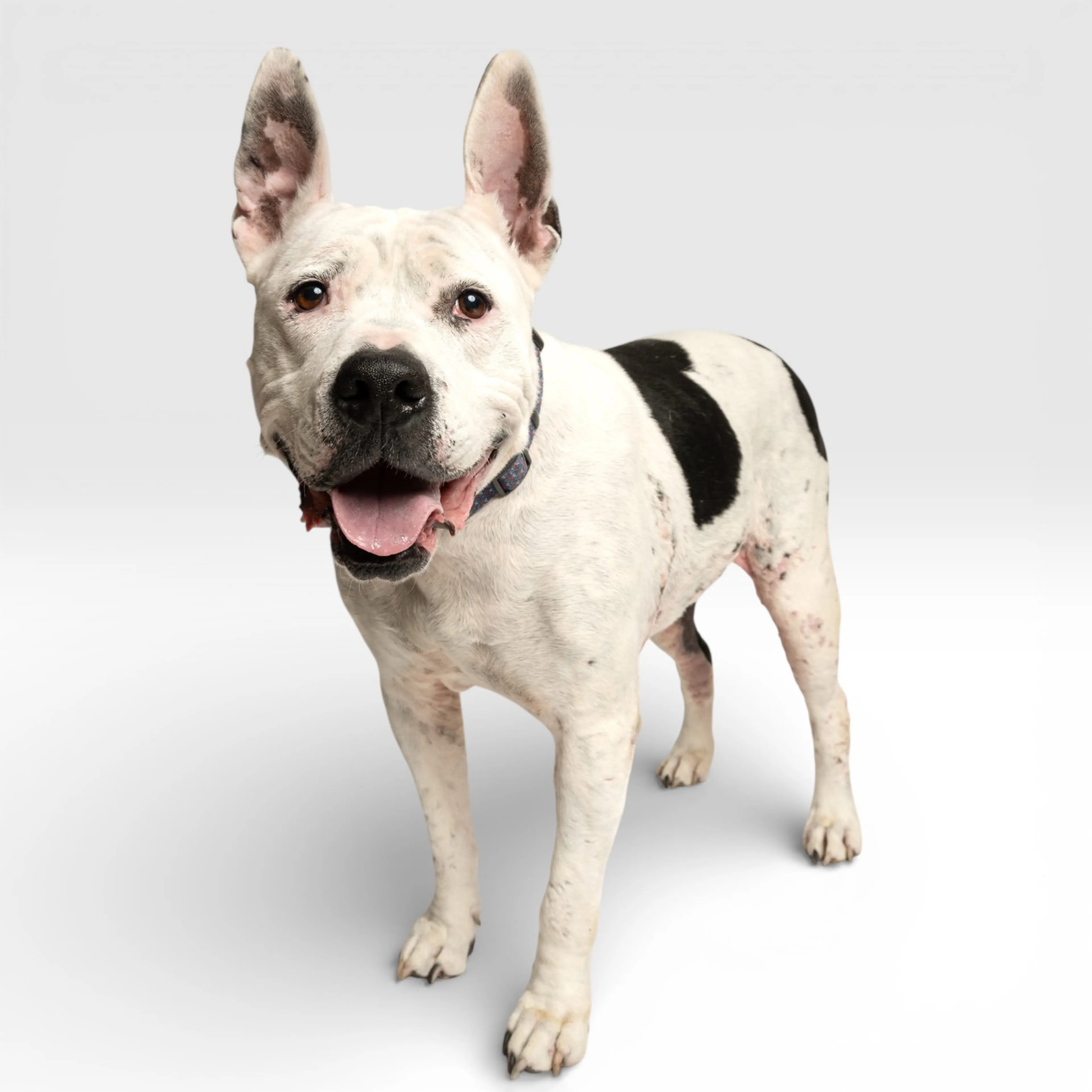 Found pet-0