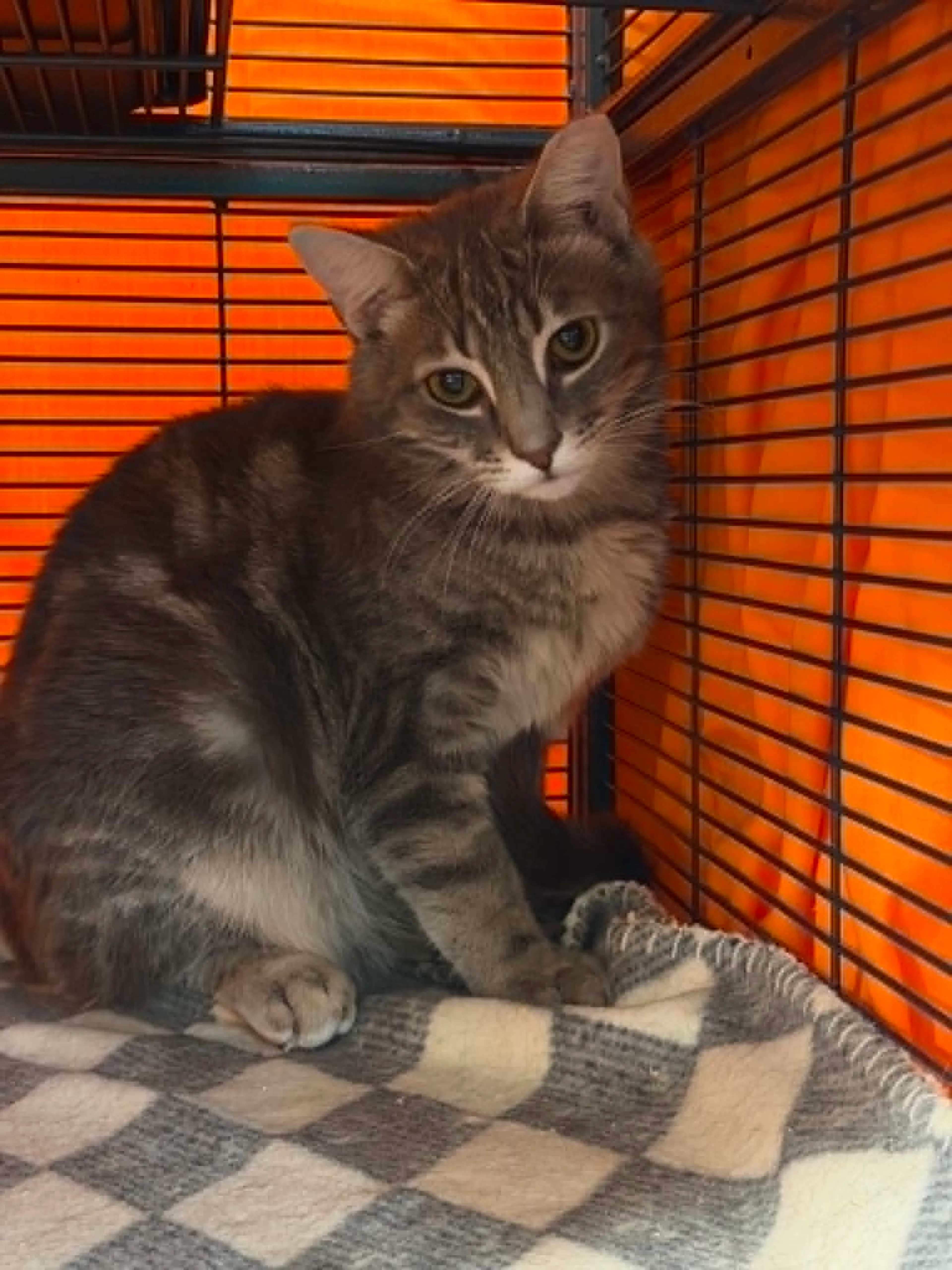 Found pet