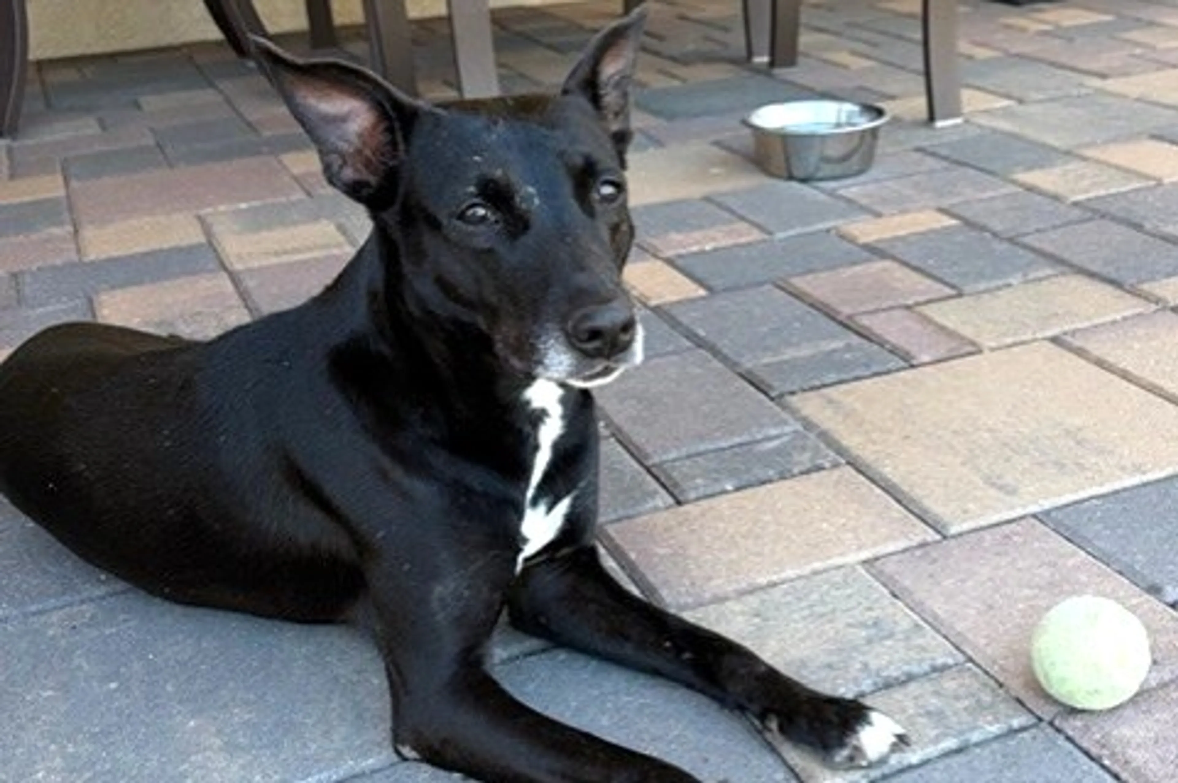Found pet