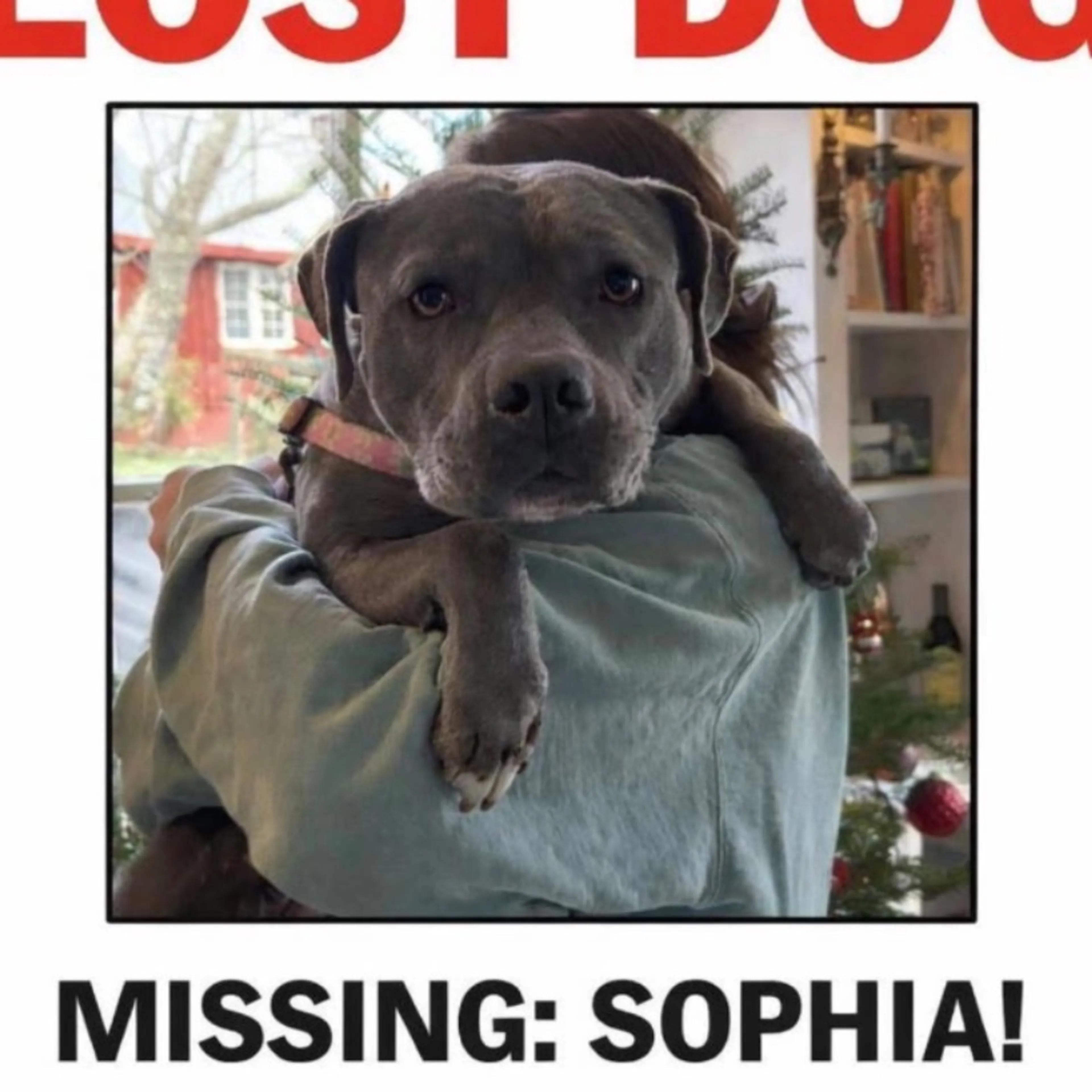 Lost pet
