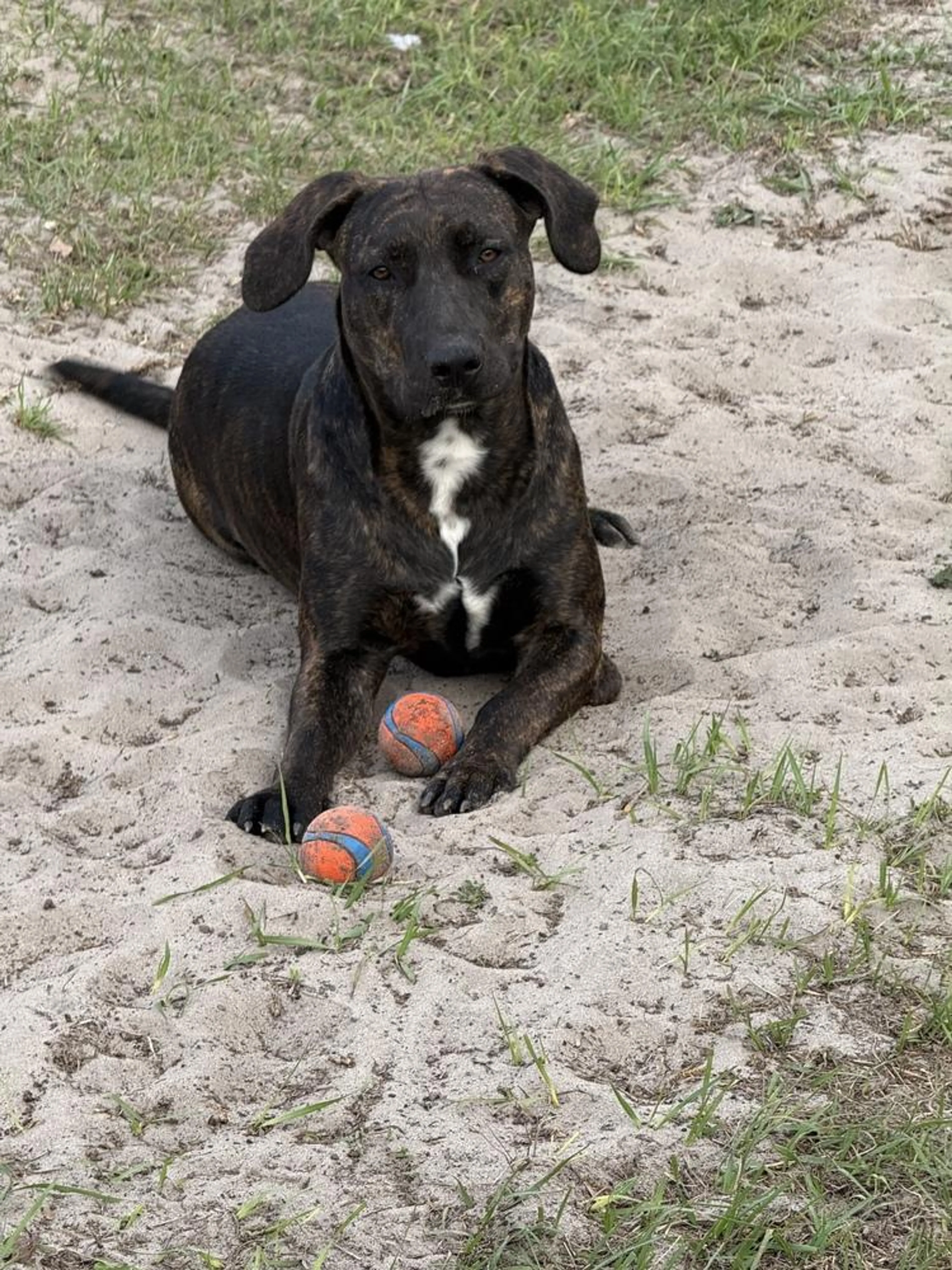Found pet-4
