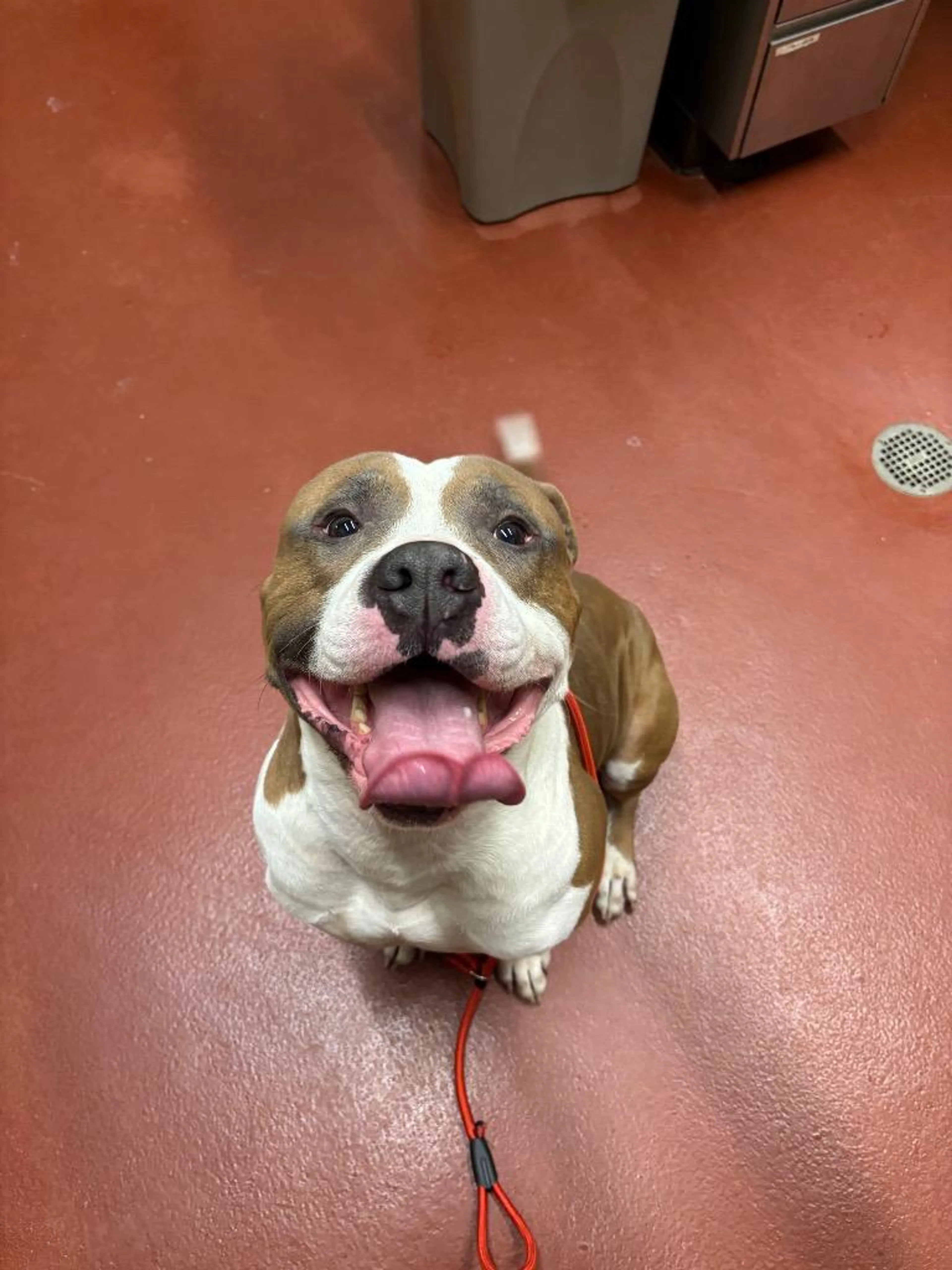 Found pet-1