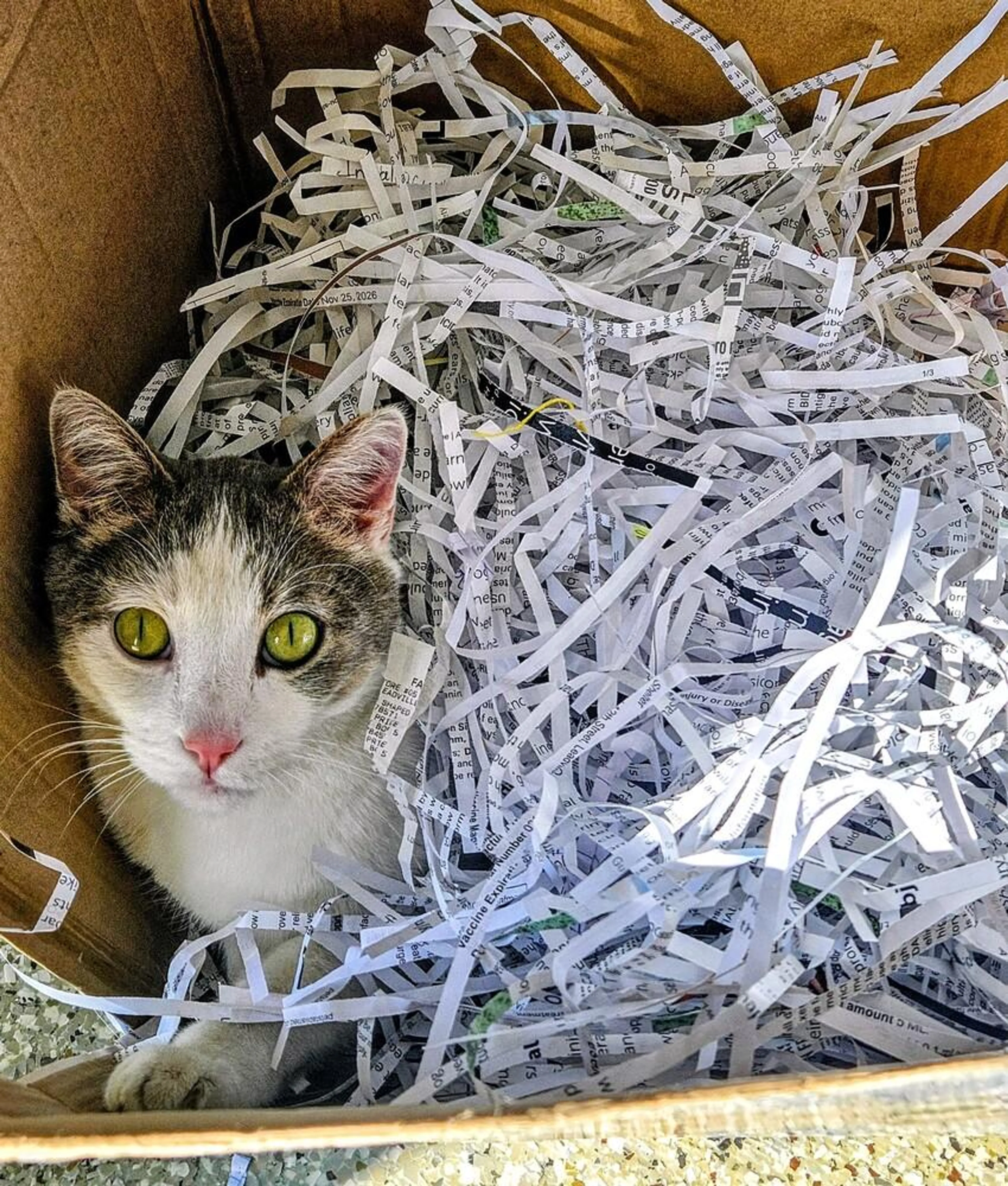 Found pet-1