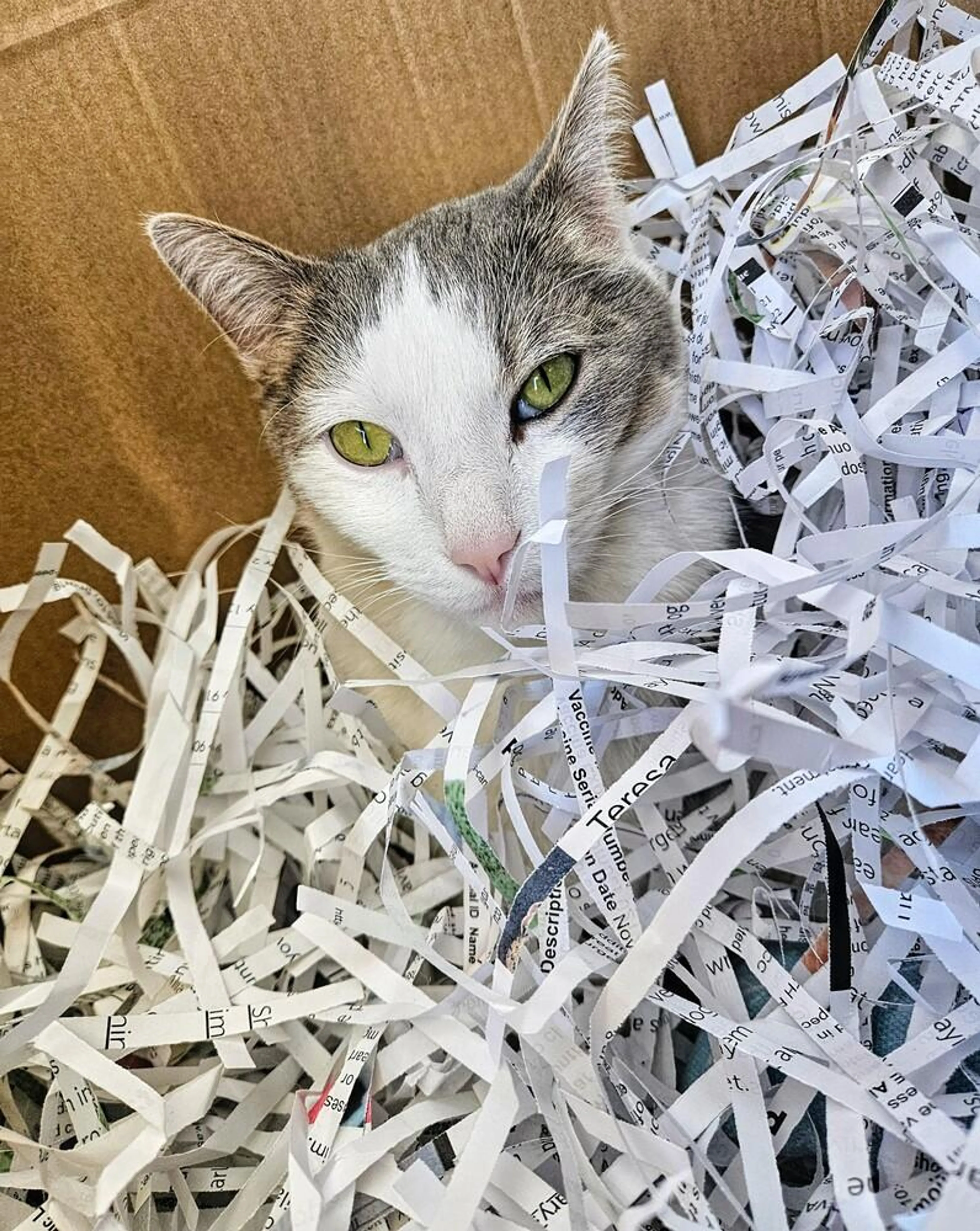 Found pet-4