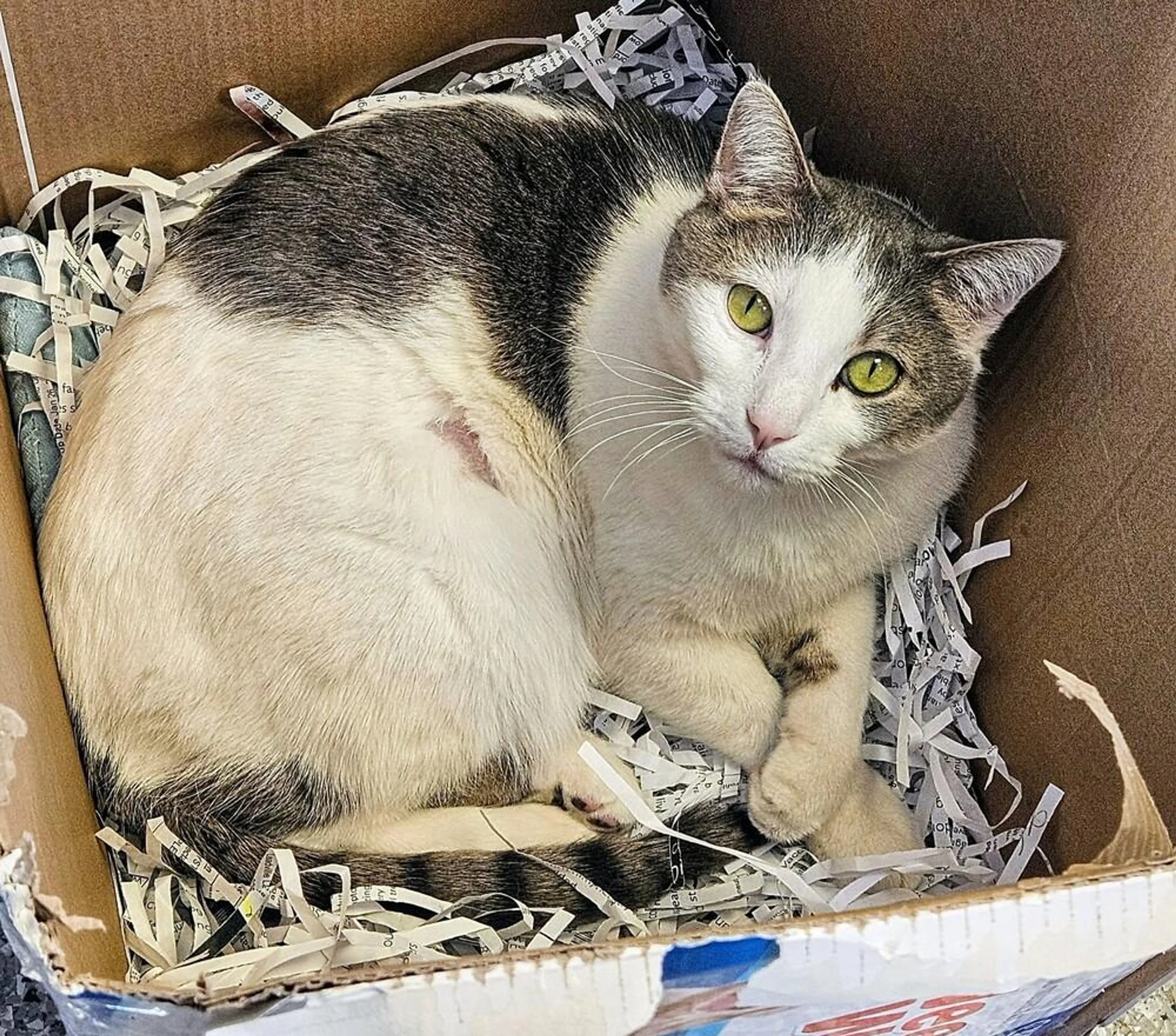 Found pet-0