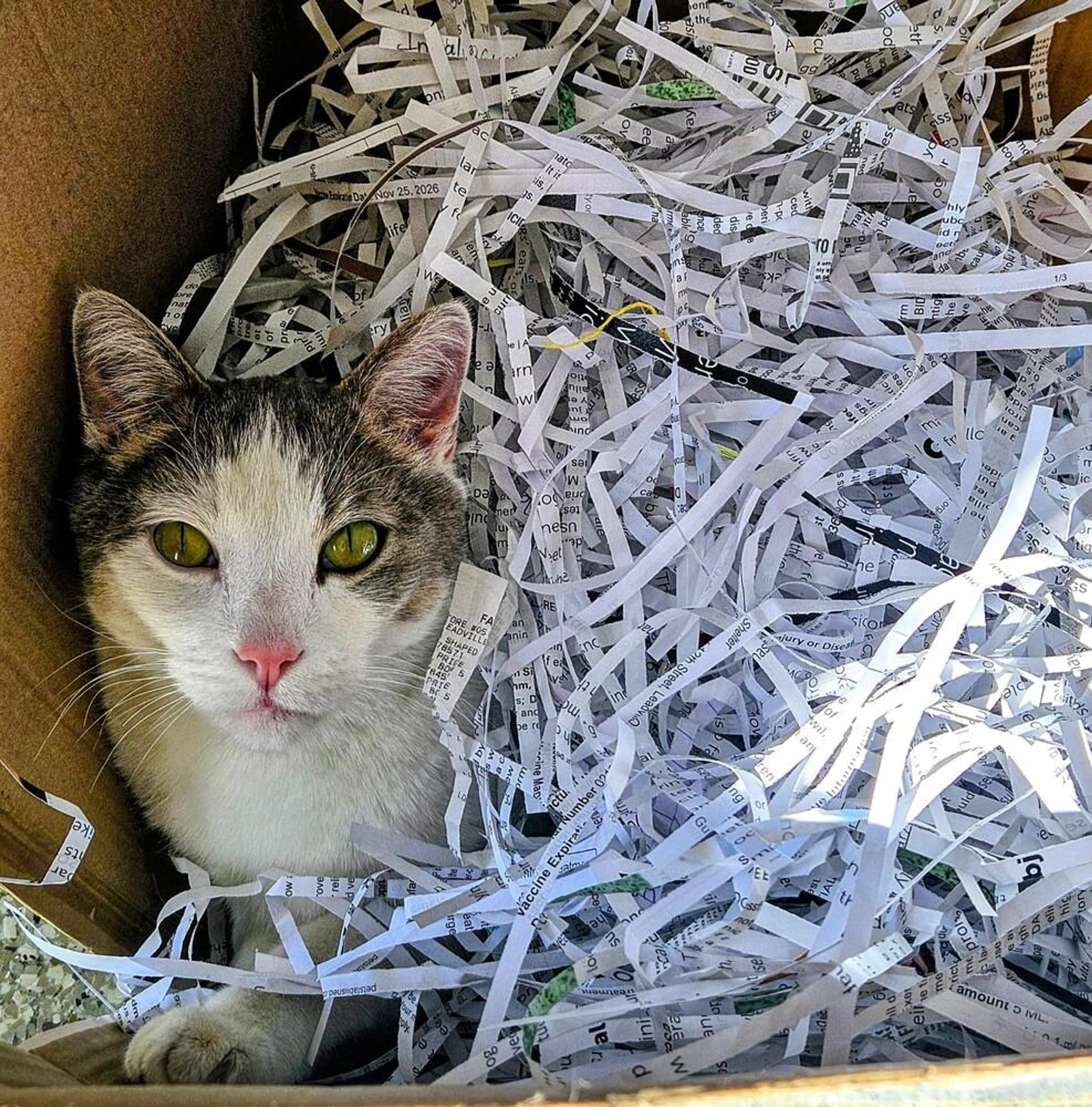Found pet-3