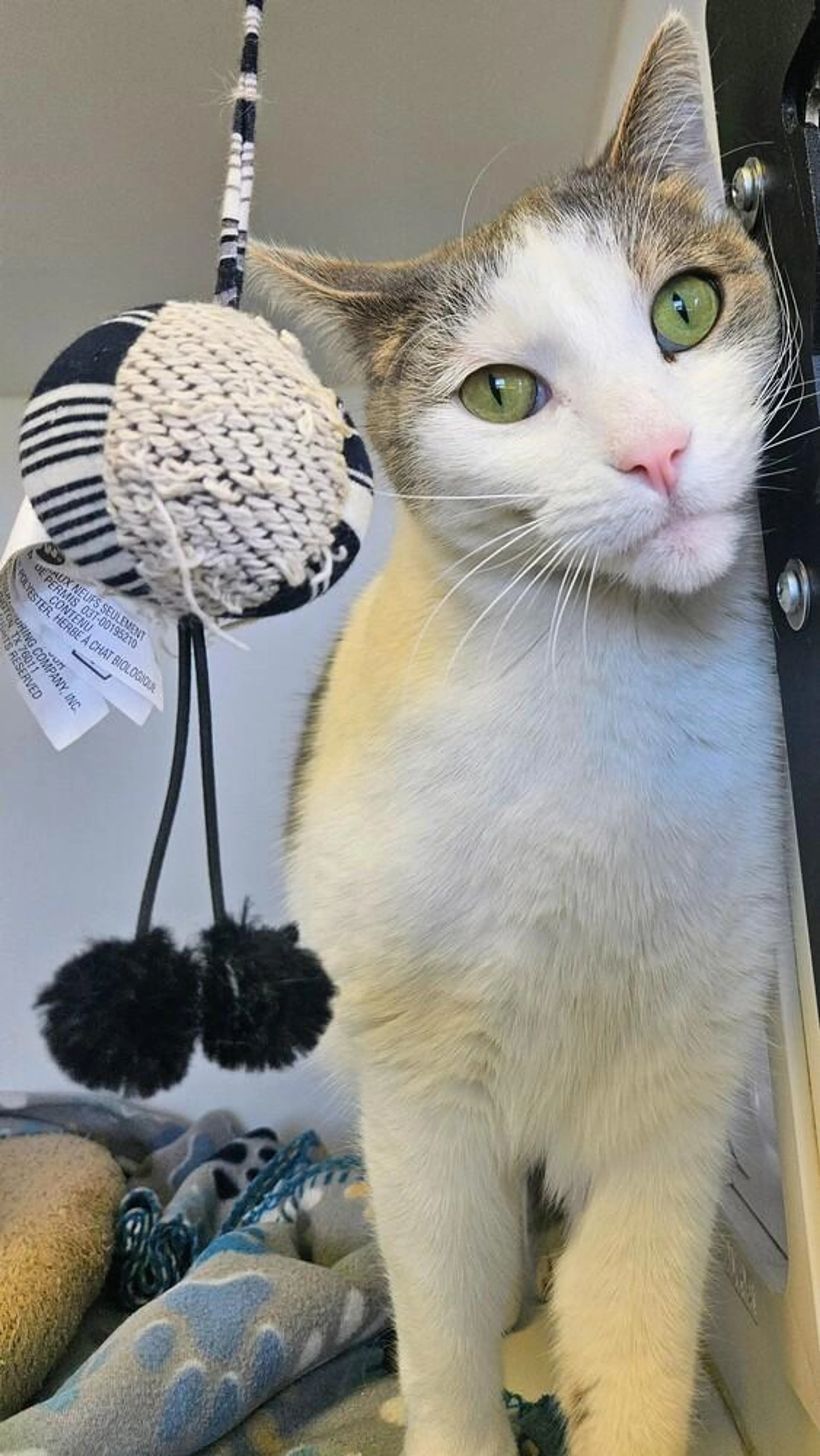 Found pet-5