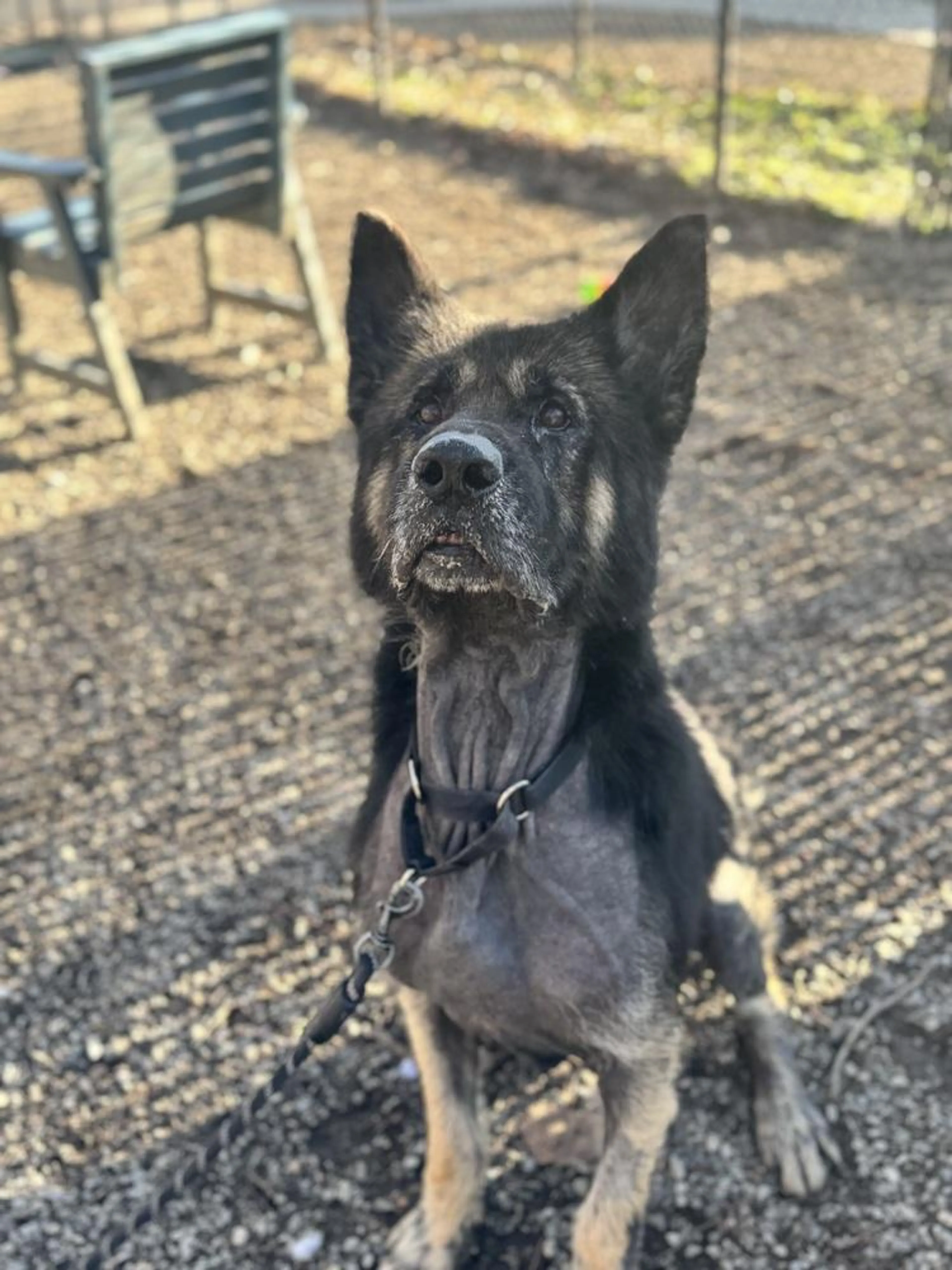 Found pet-3
