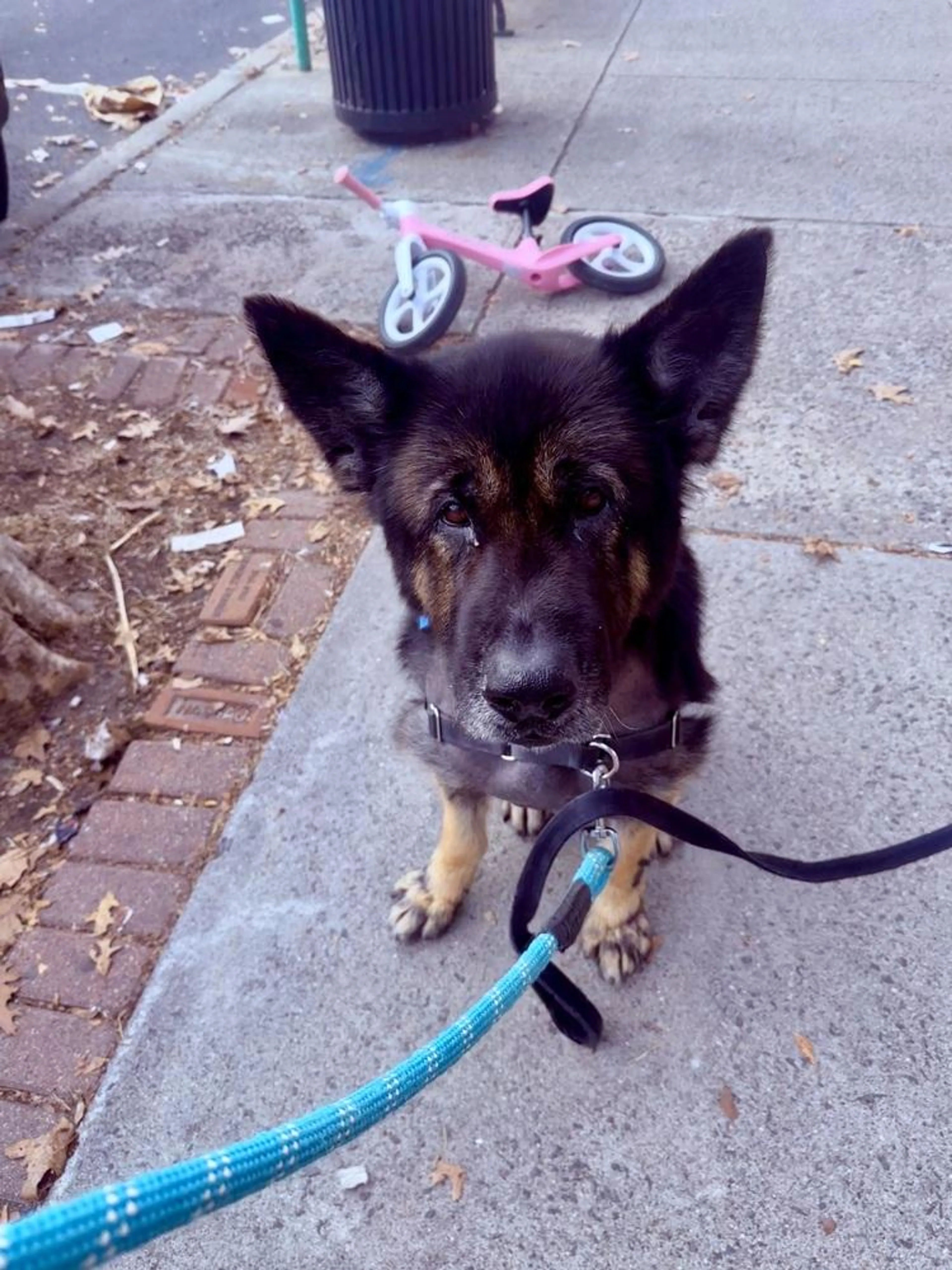 Found pet-4