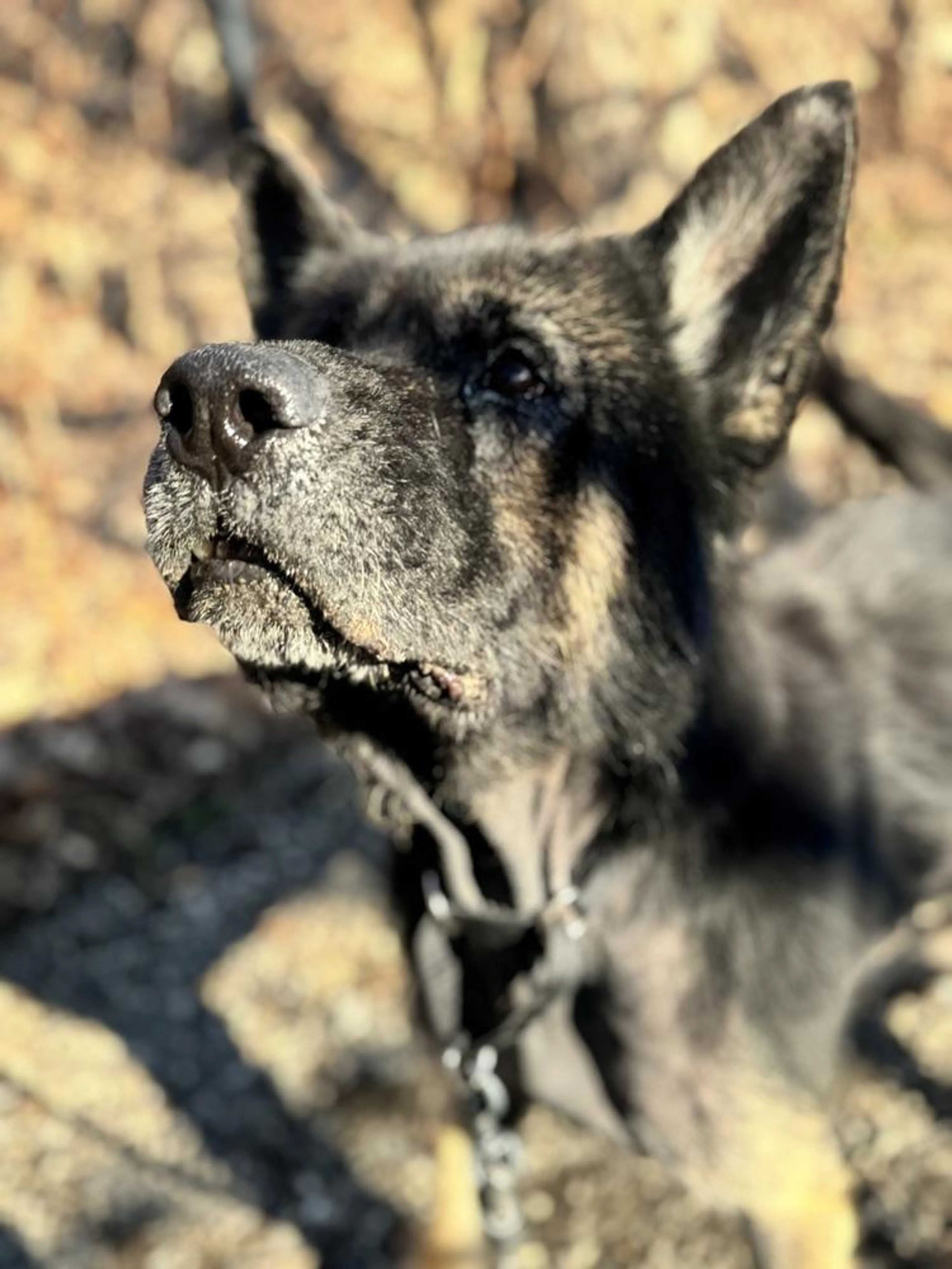 Found pet-5