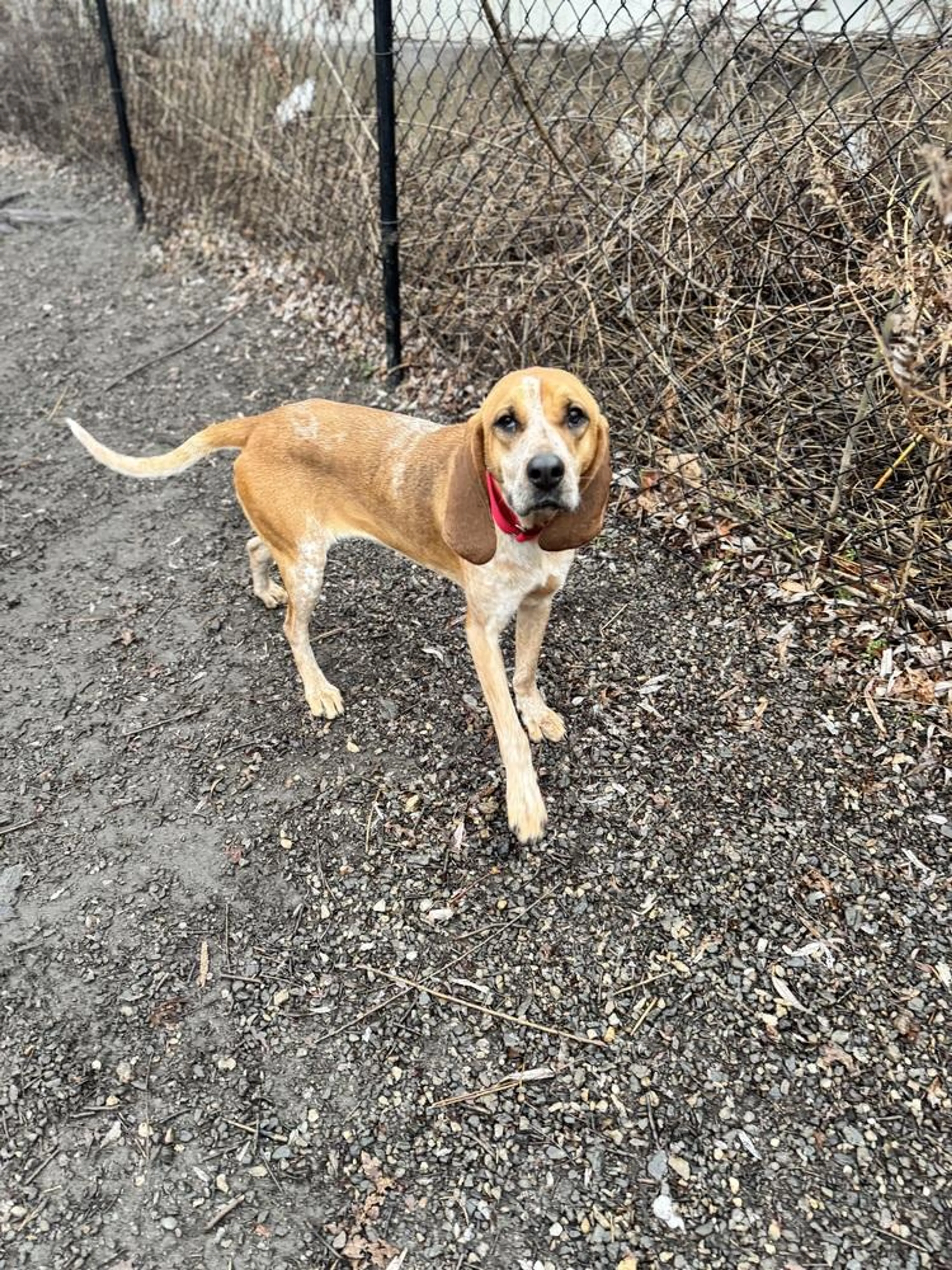 Found pet-2