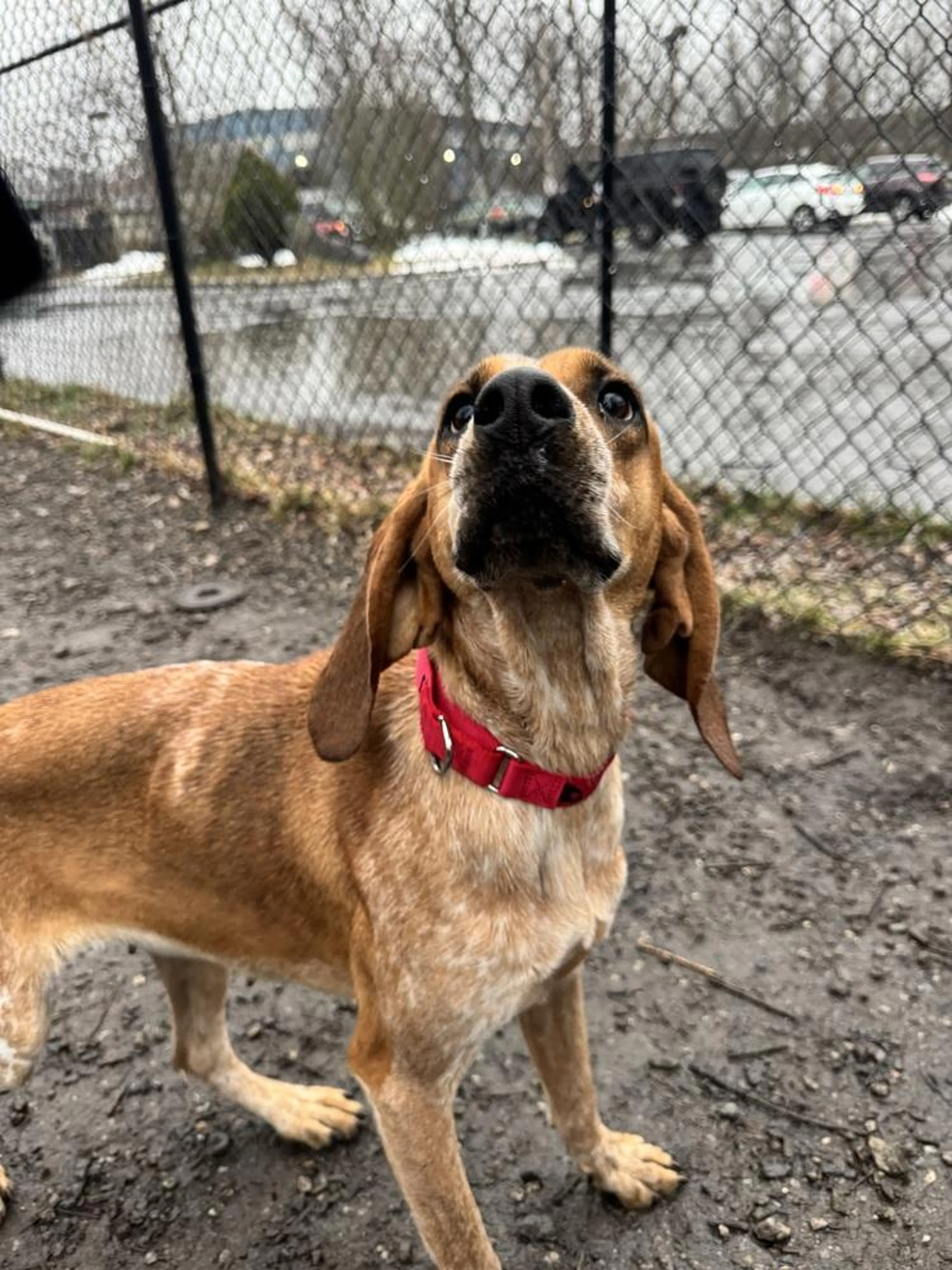 Found pet-2