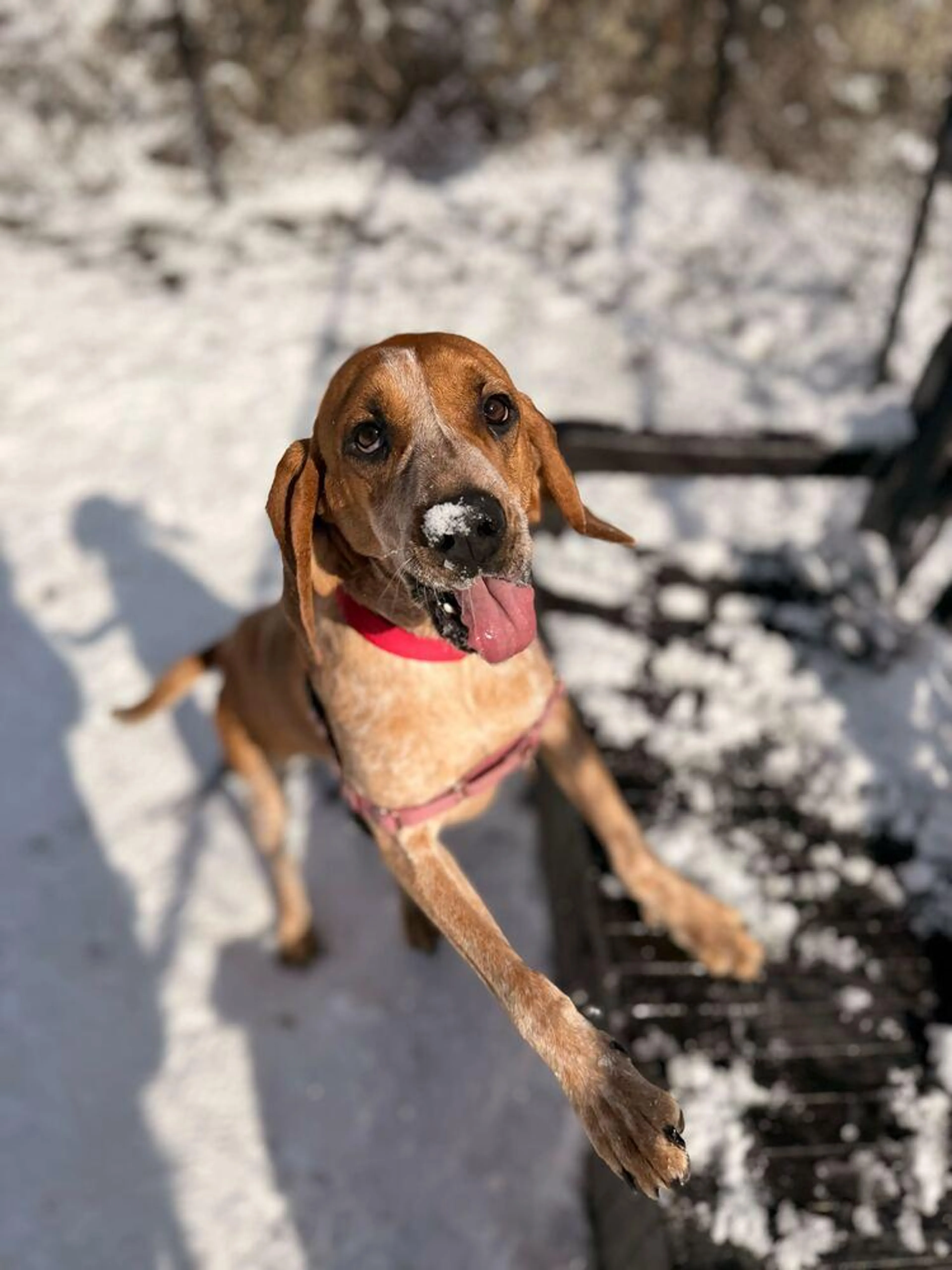 Found pet-4
