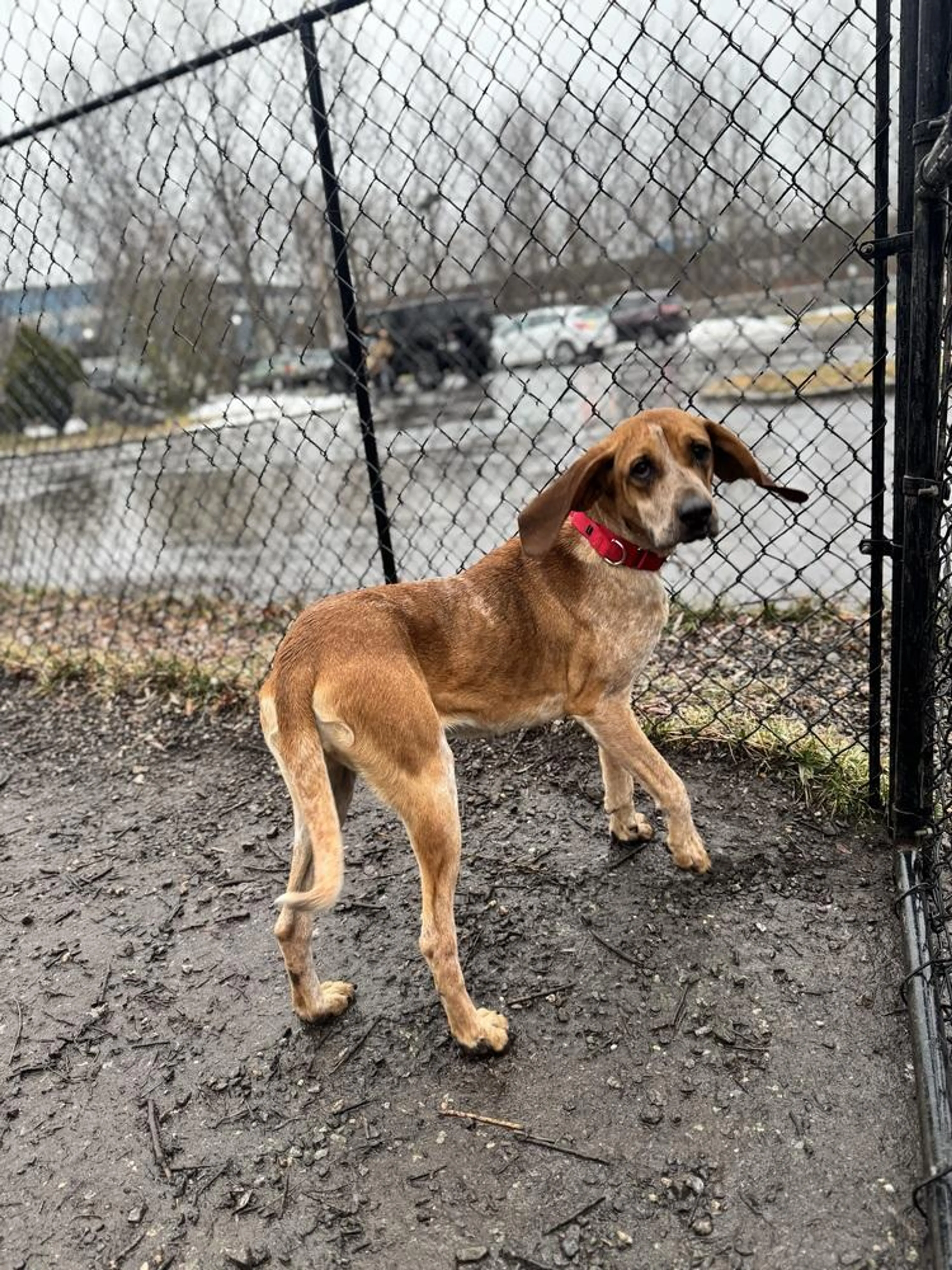 Found pet-1