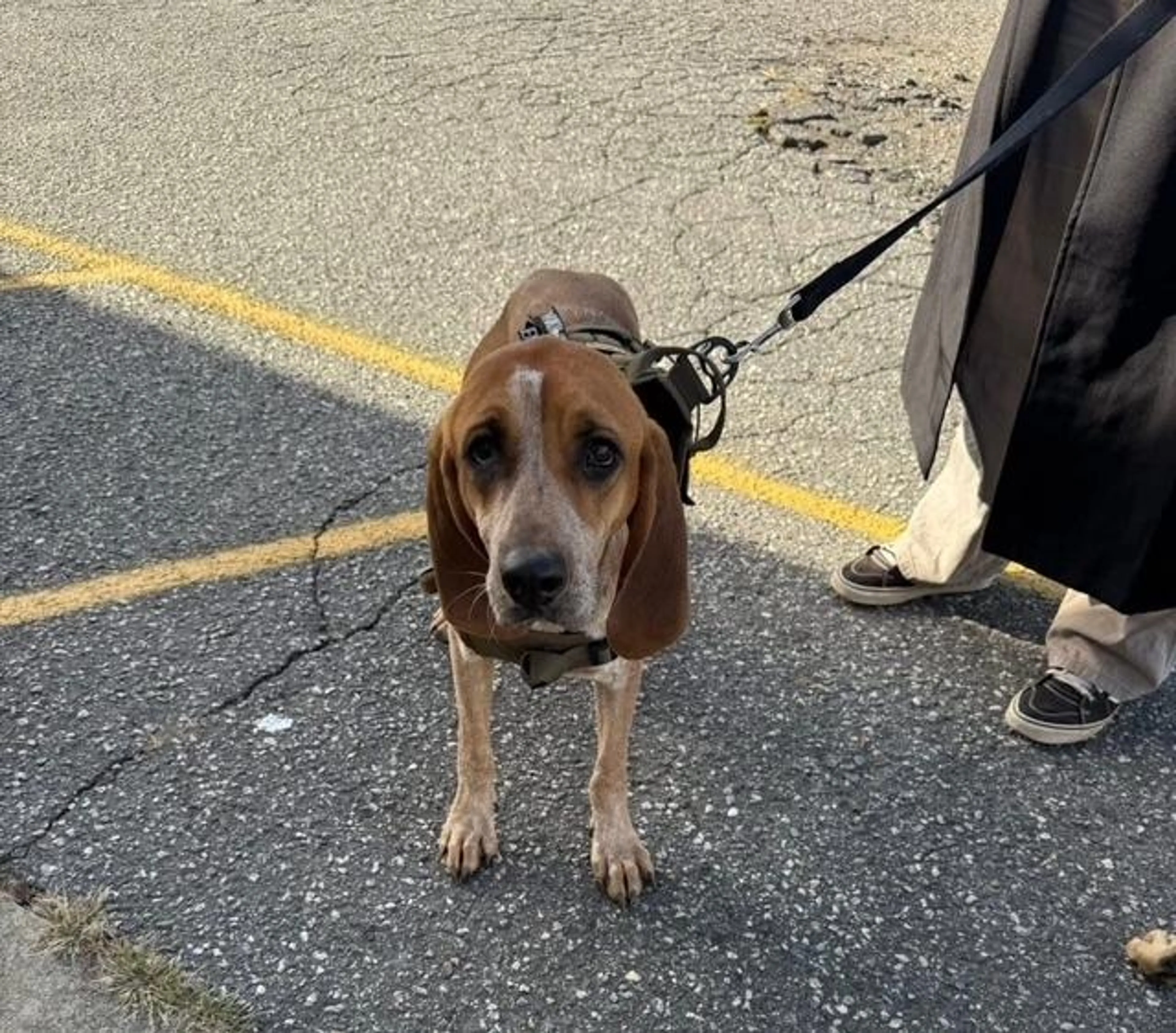 Found pet-3