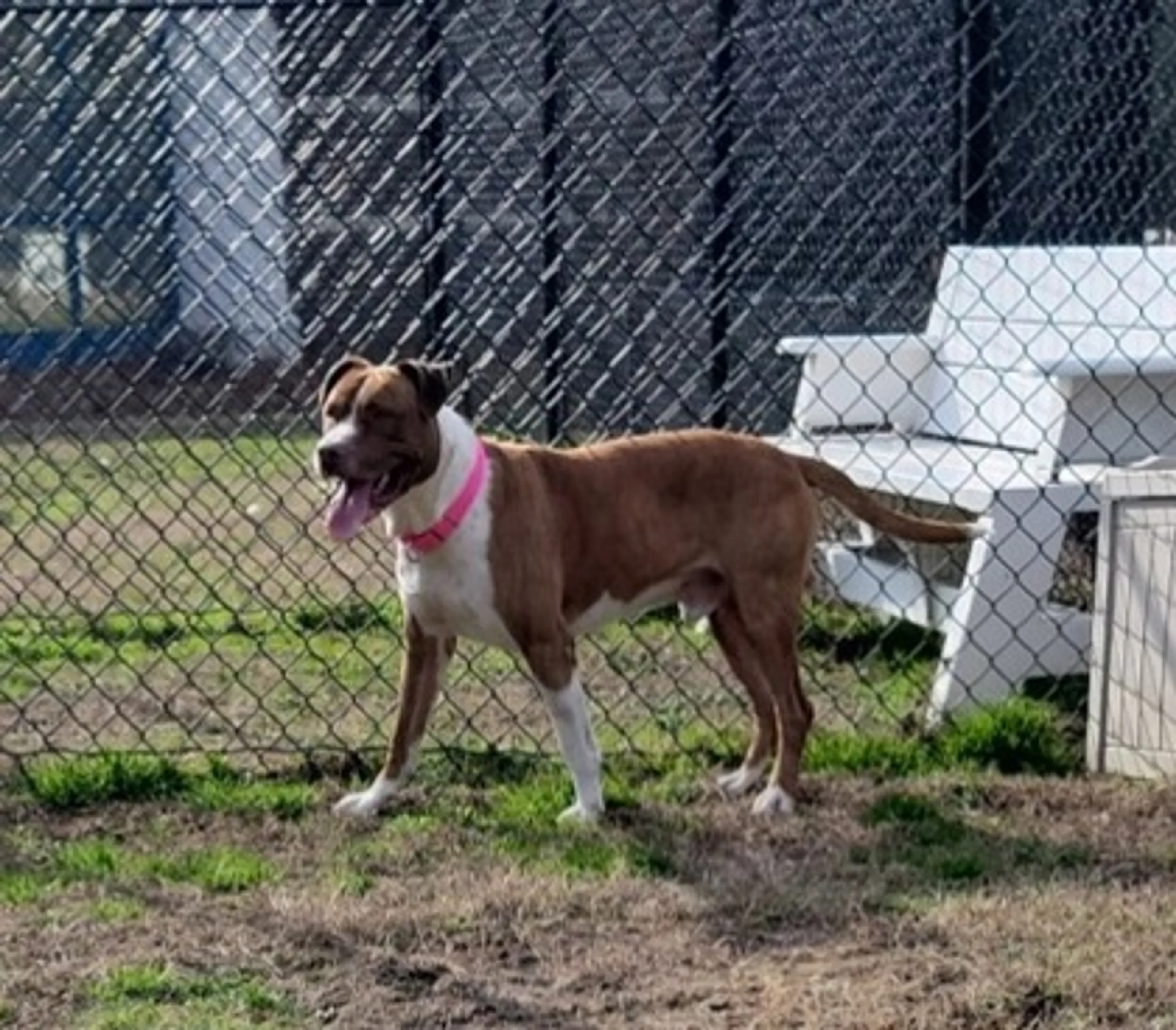 Found pet-1