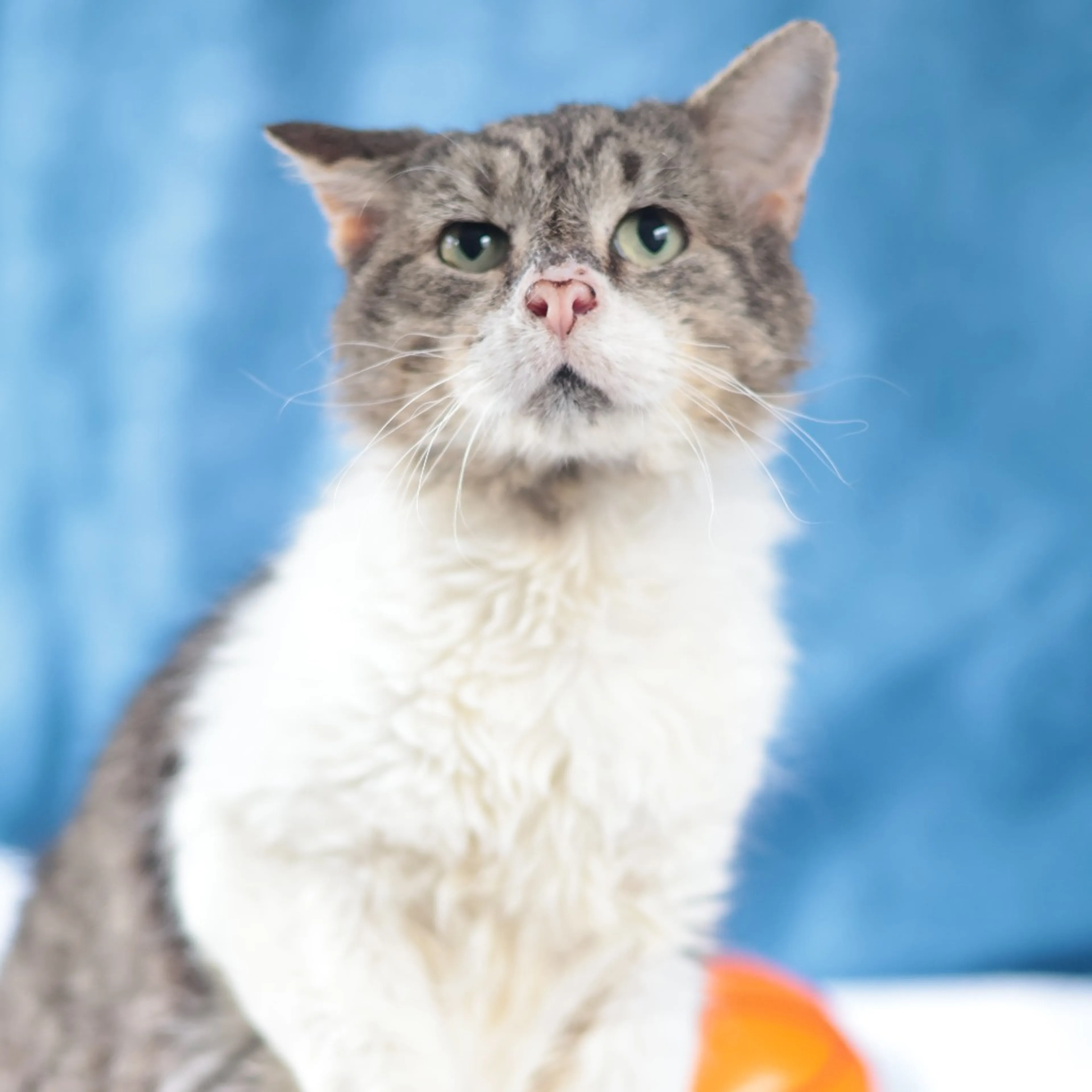 Found pet-11