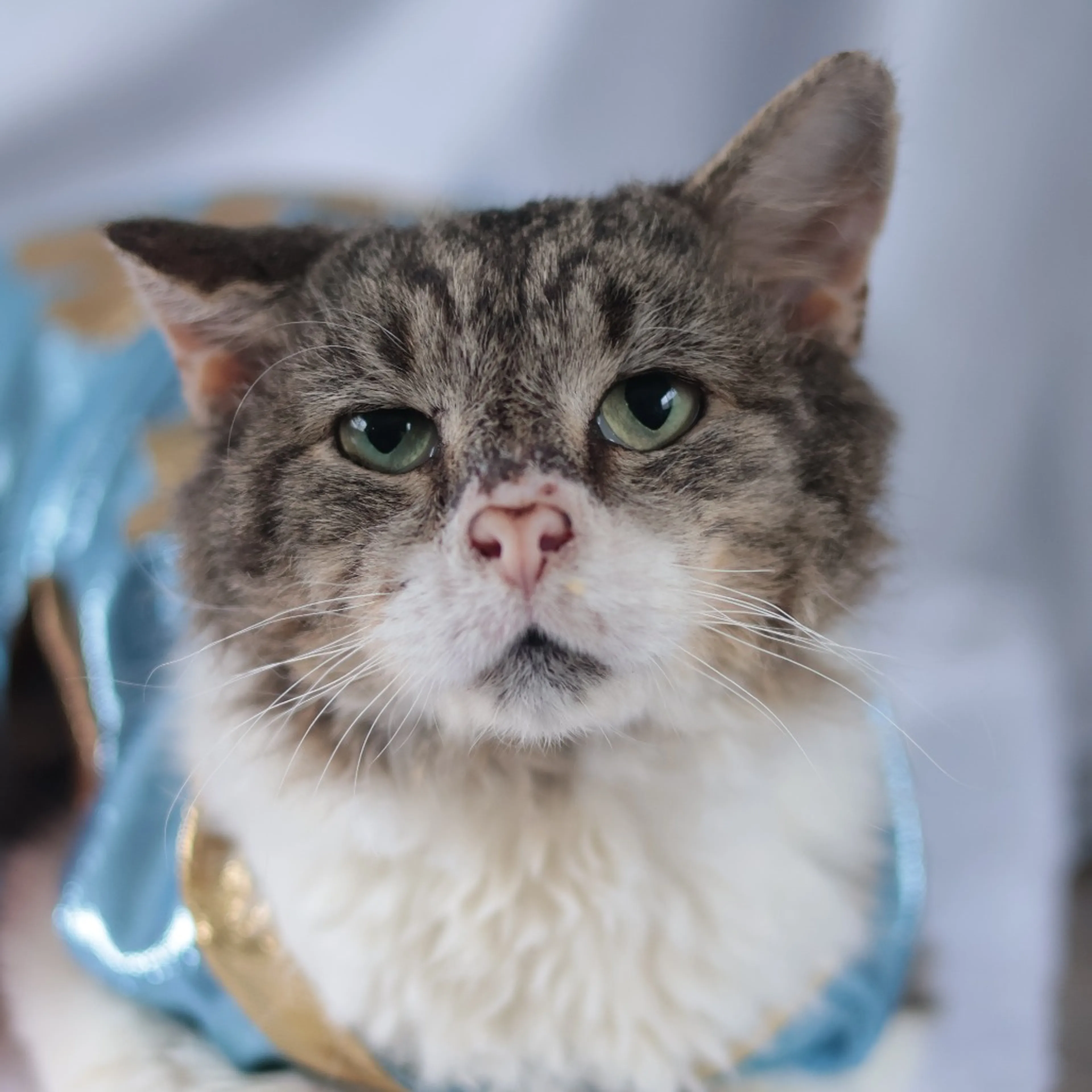Found pet-3