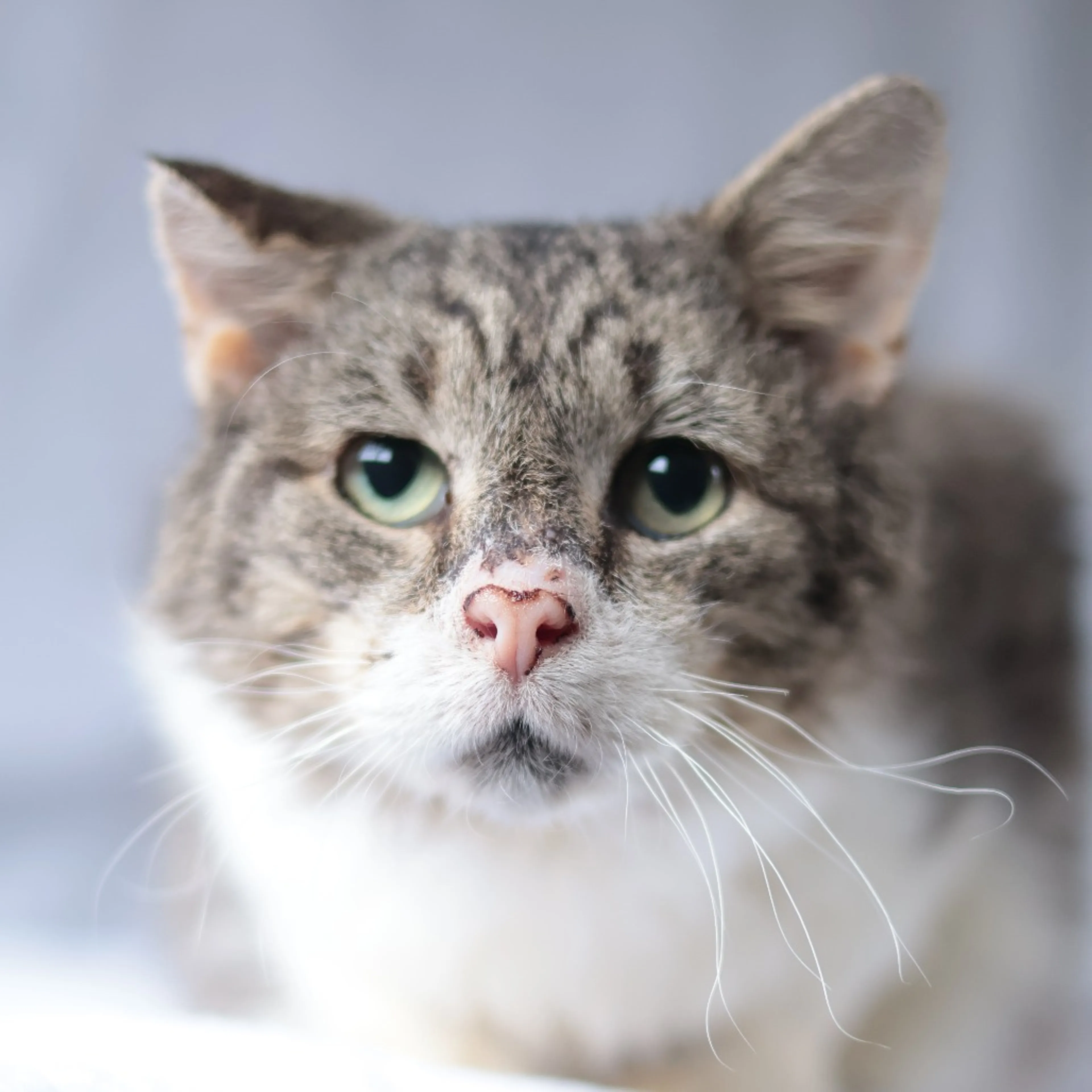 Found pet-8