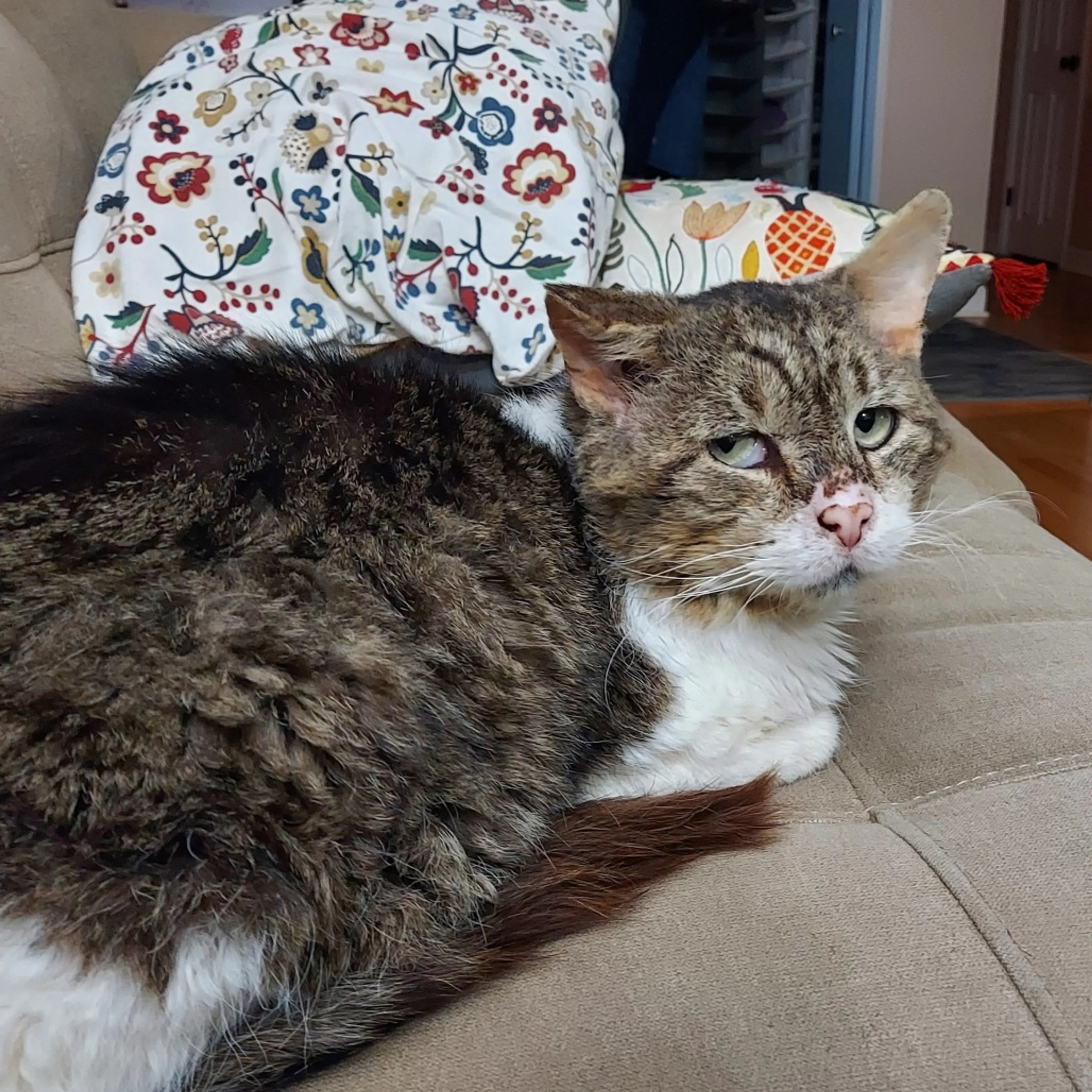 Found pet-25
