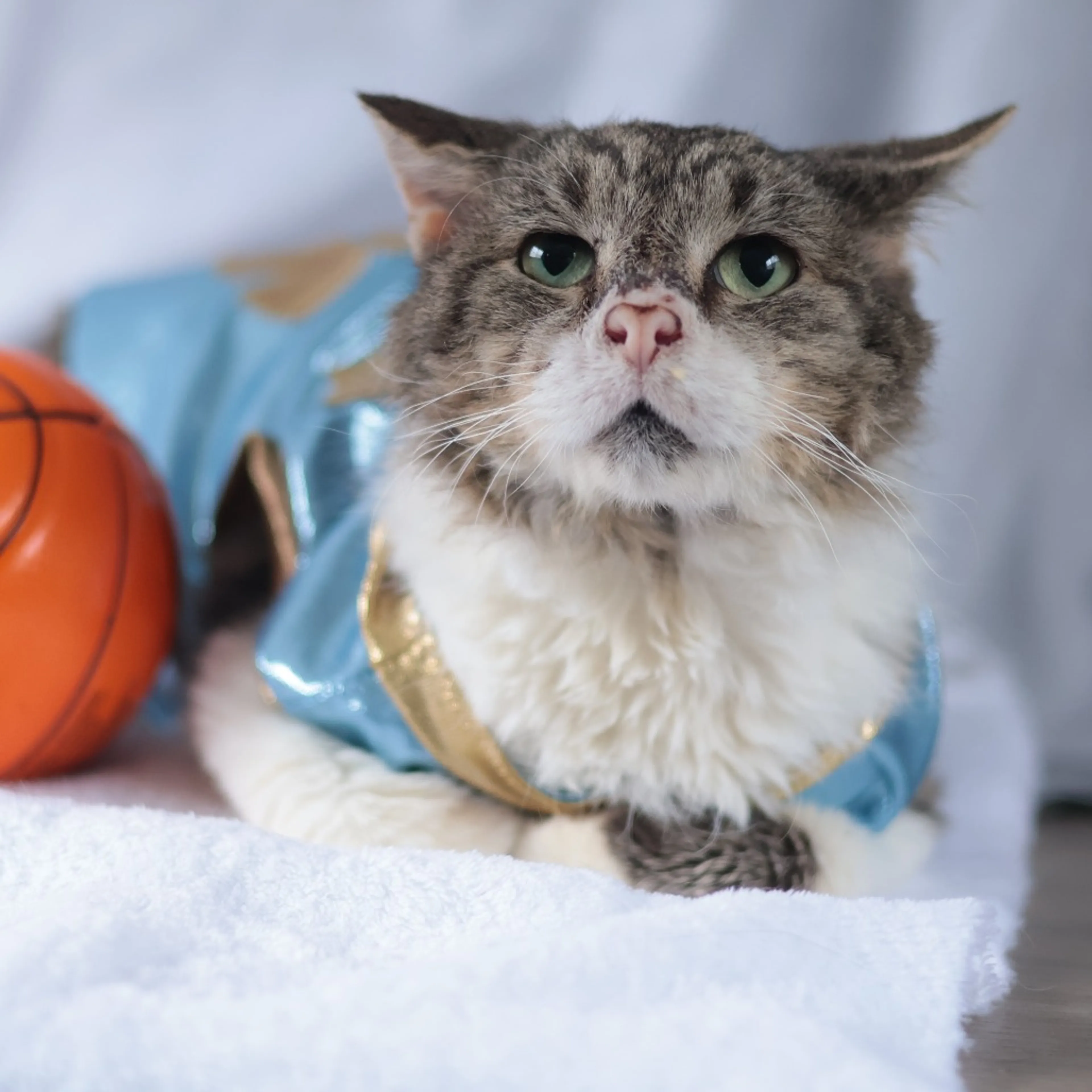 Found pet-5