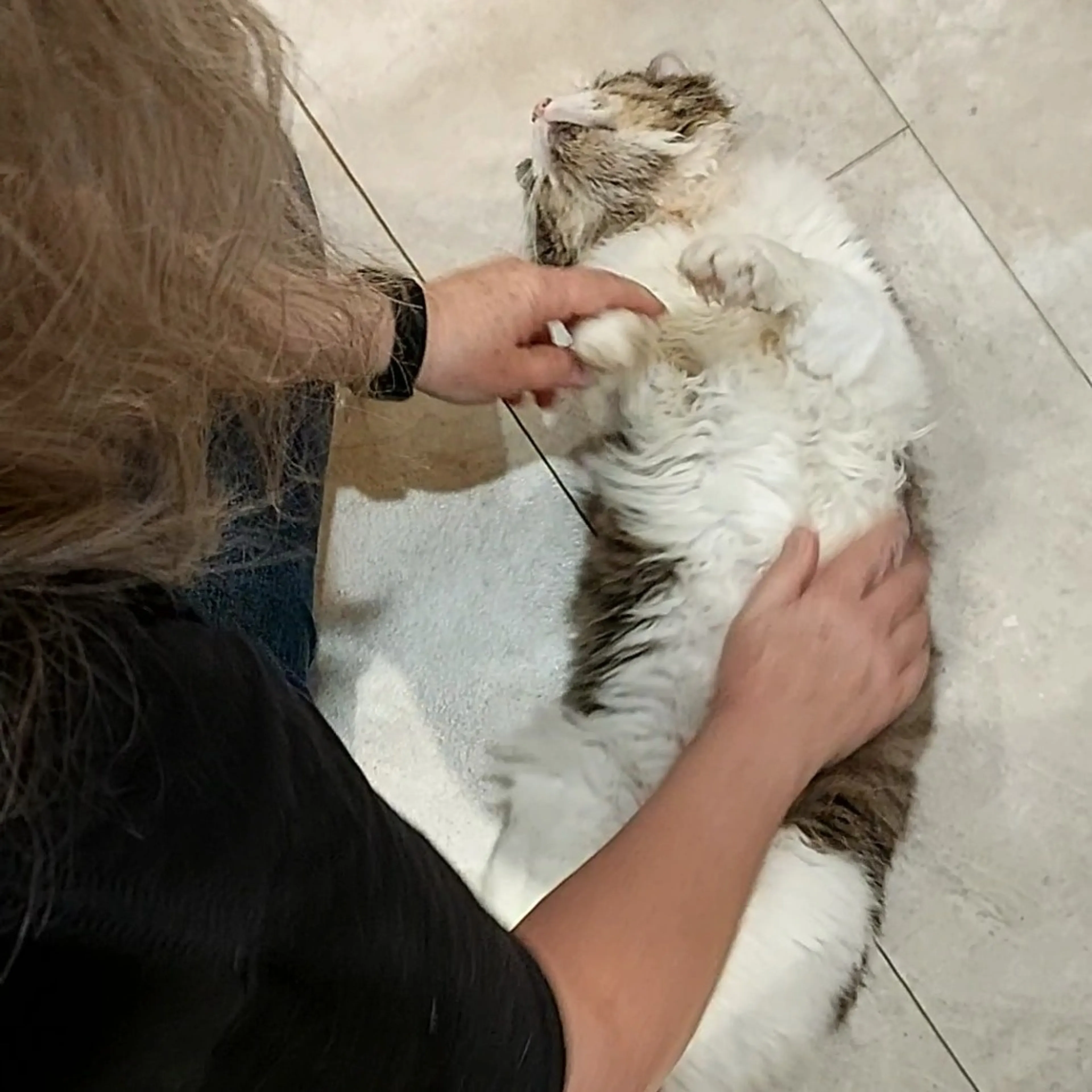 Found pet-26