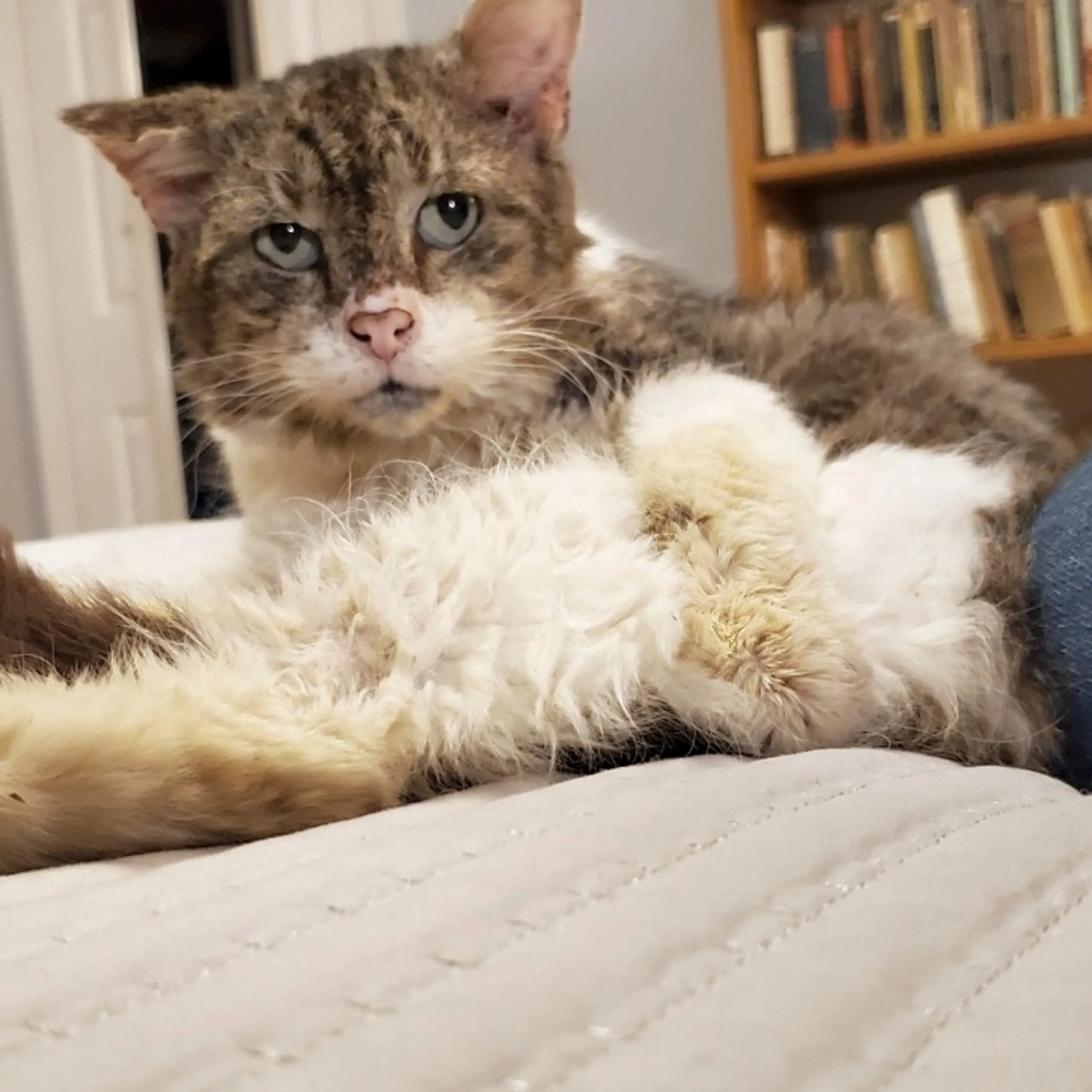 Found pet-9