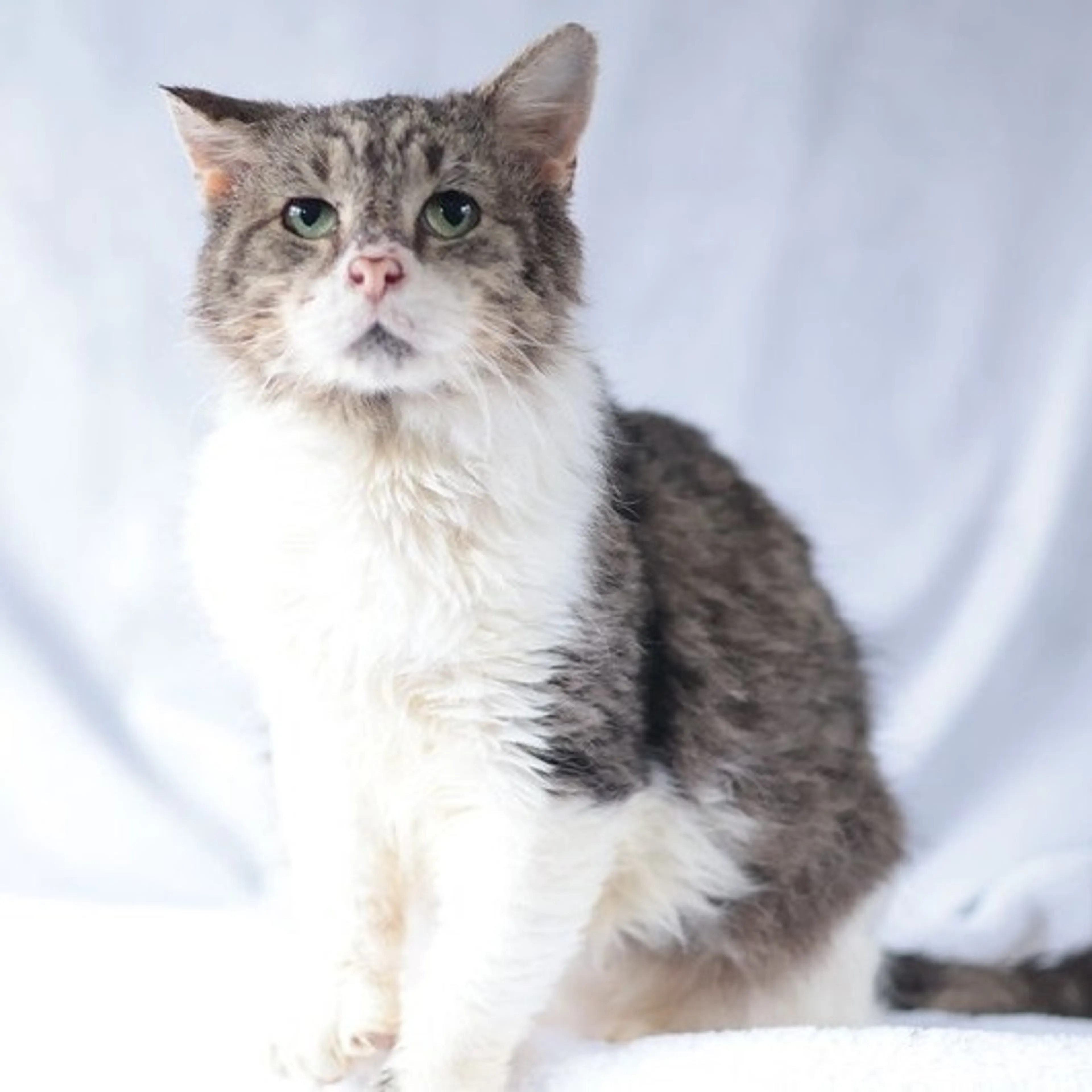 Found pet-22