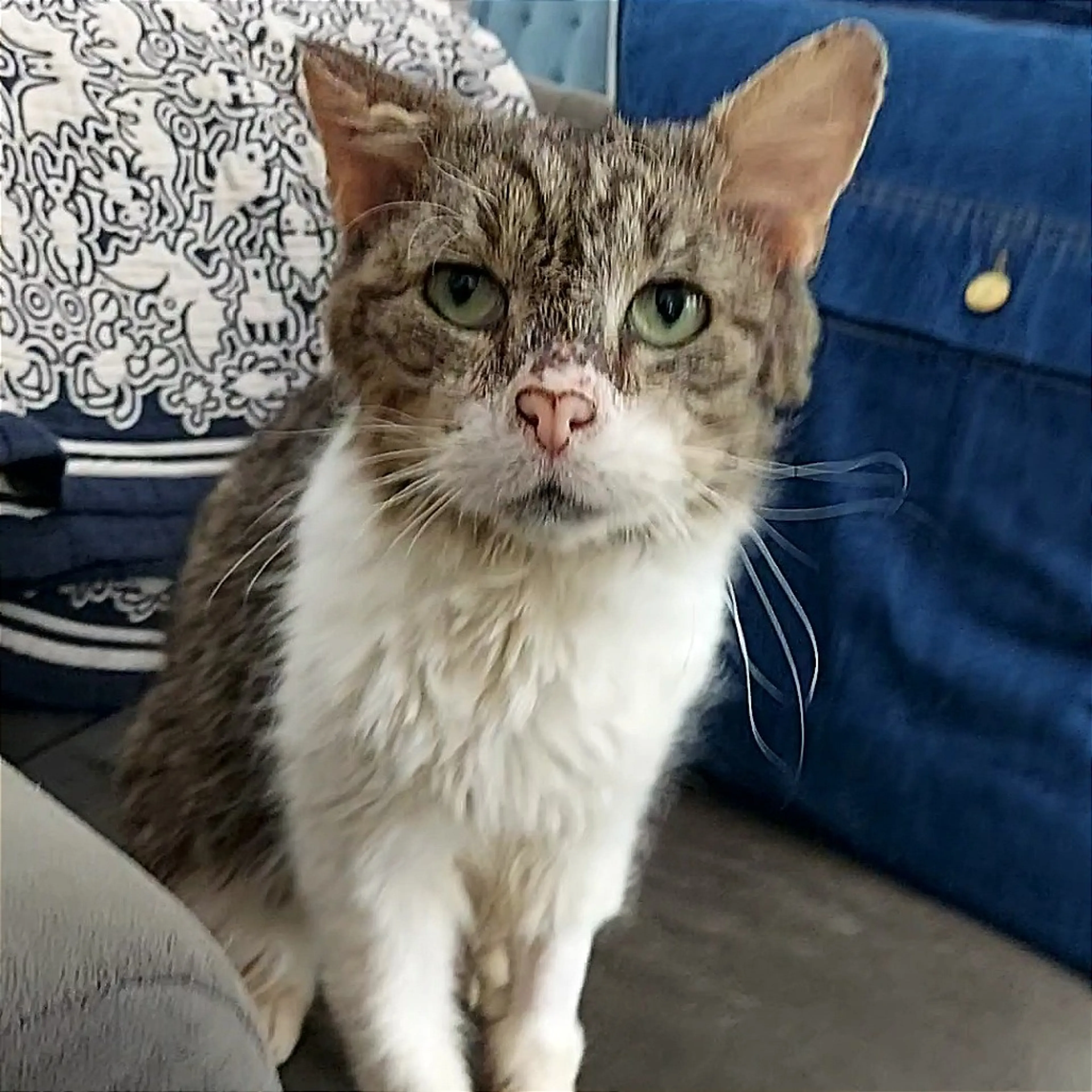Found pet-24